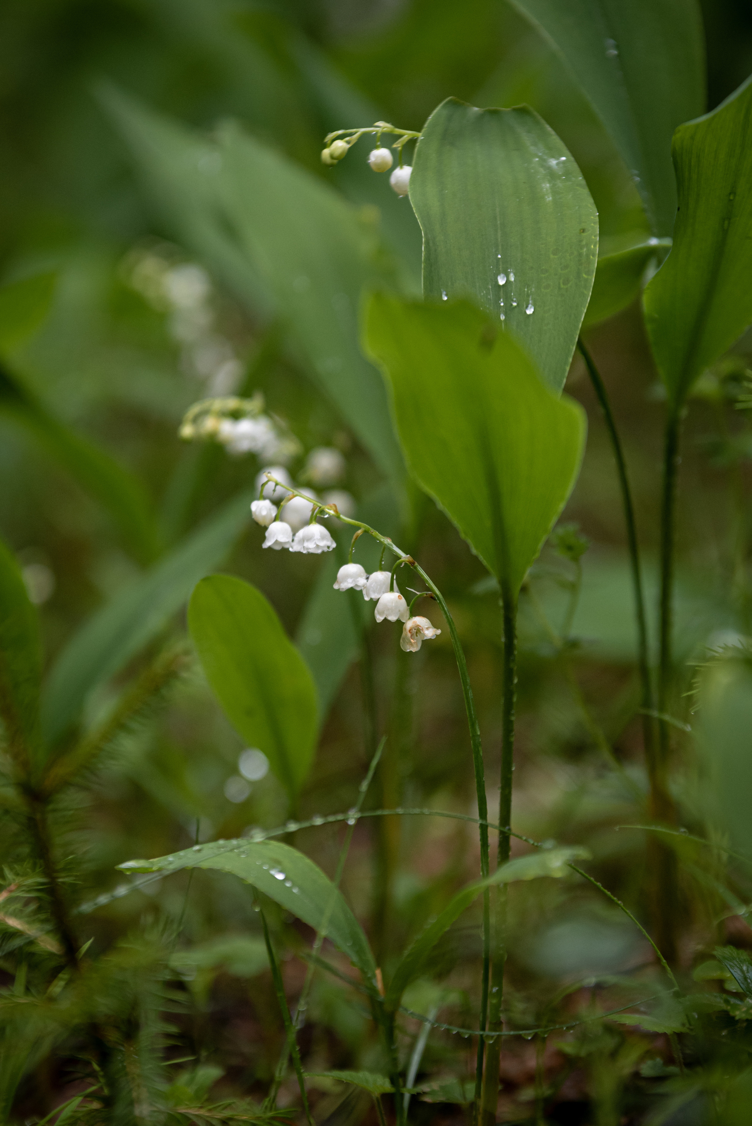 Природа. Мотофотограф в Нижнем Новгороде Динара Зуйкова
