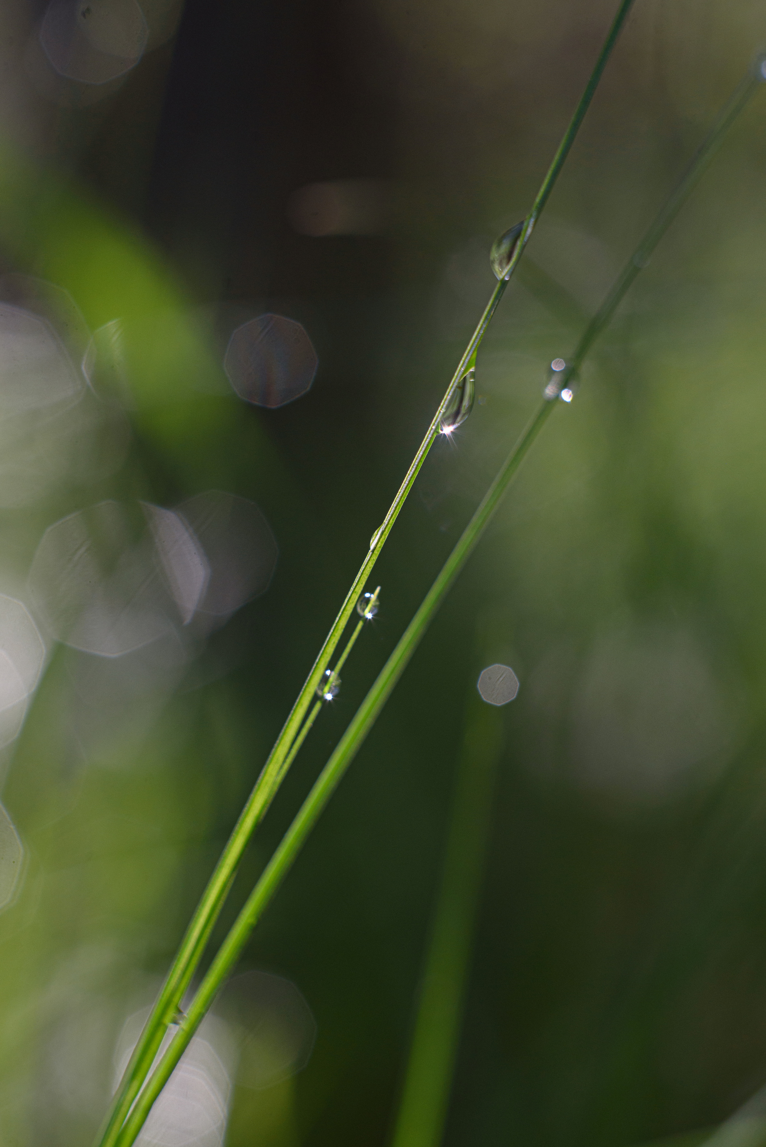 Художественное макро. Мотофотограф в Нижнем Новгороде Динара Зуйкова