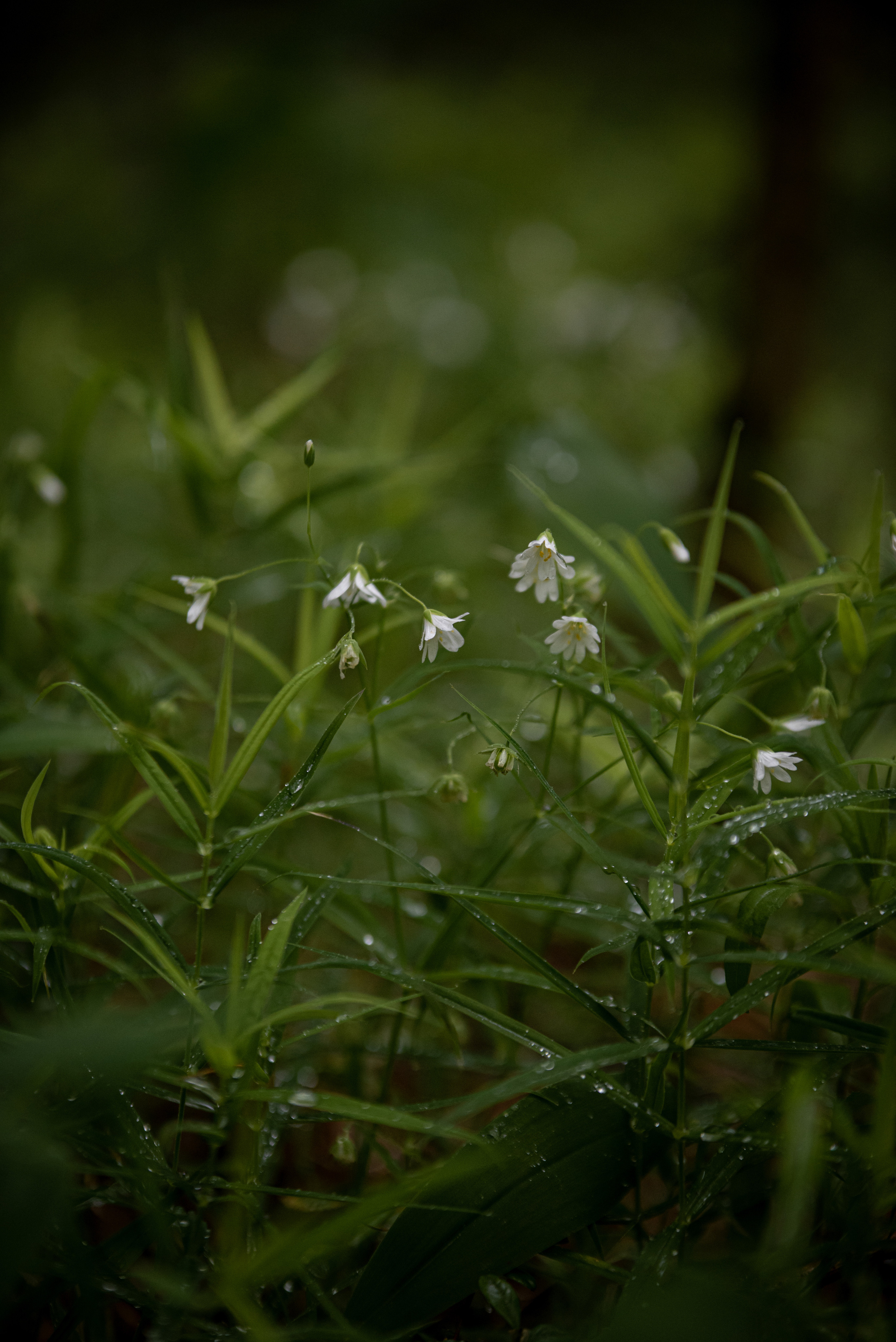 Природа. Мотофотограф в Нижнем Новгороде Динара Зуйкова