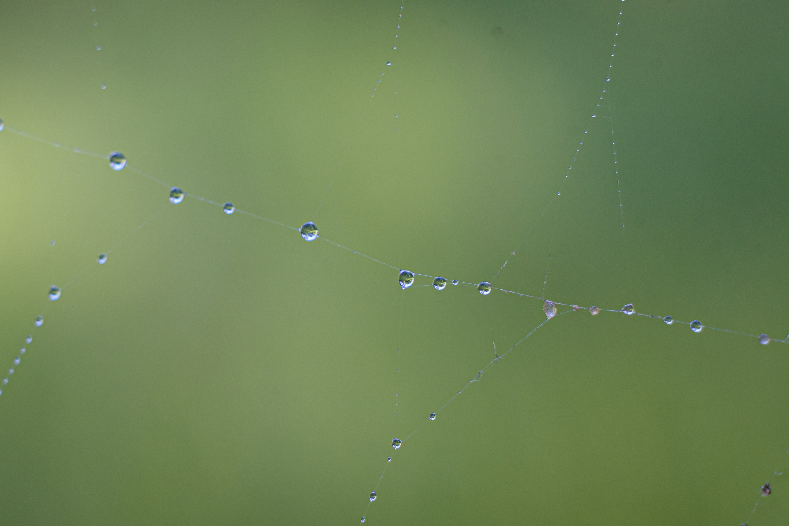 Художественное макро. Мотофотограф в Нижнем Новгороде Динара Зуйкова