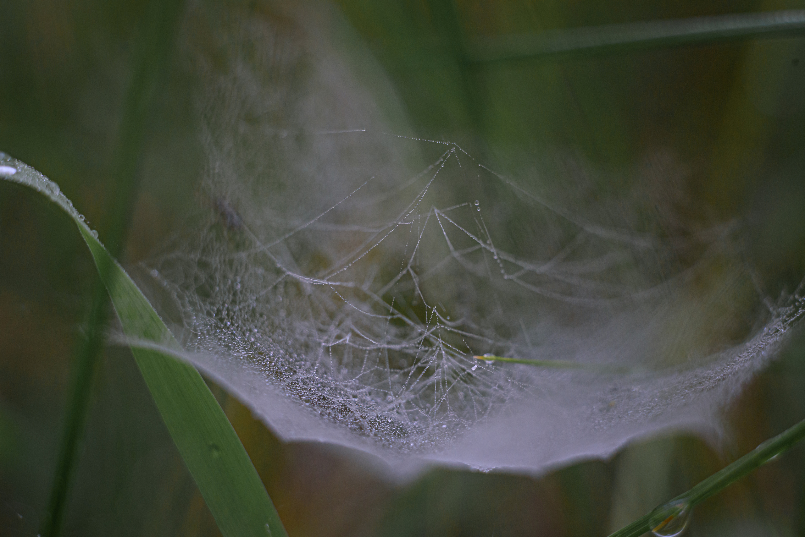 Художественное макро. Мотофотограф в Нижнем Новгороде Динара Зуйкова