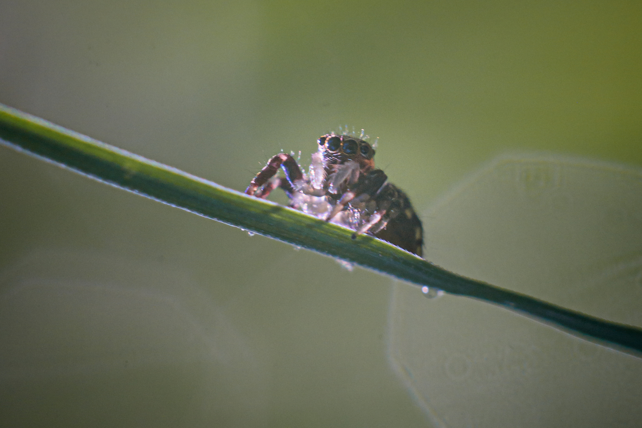 Художественное макро. Мотофотограф в Нижнем Новгороде Динара Зуйкова