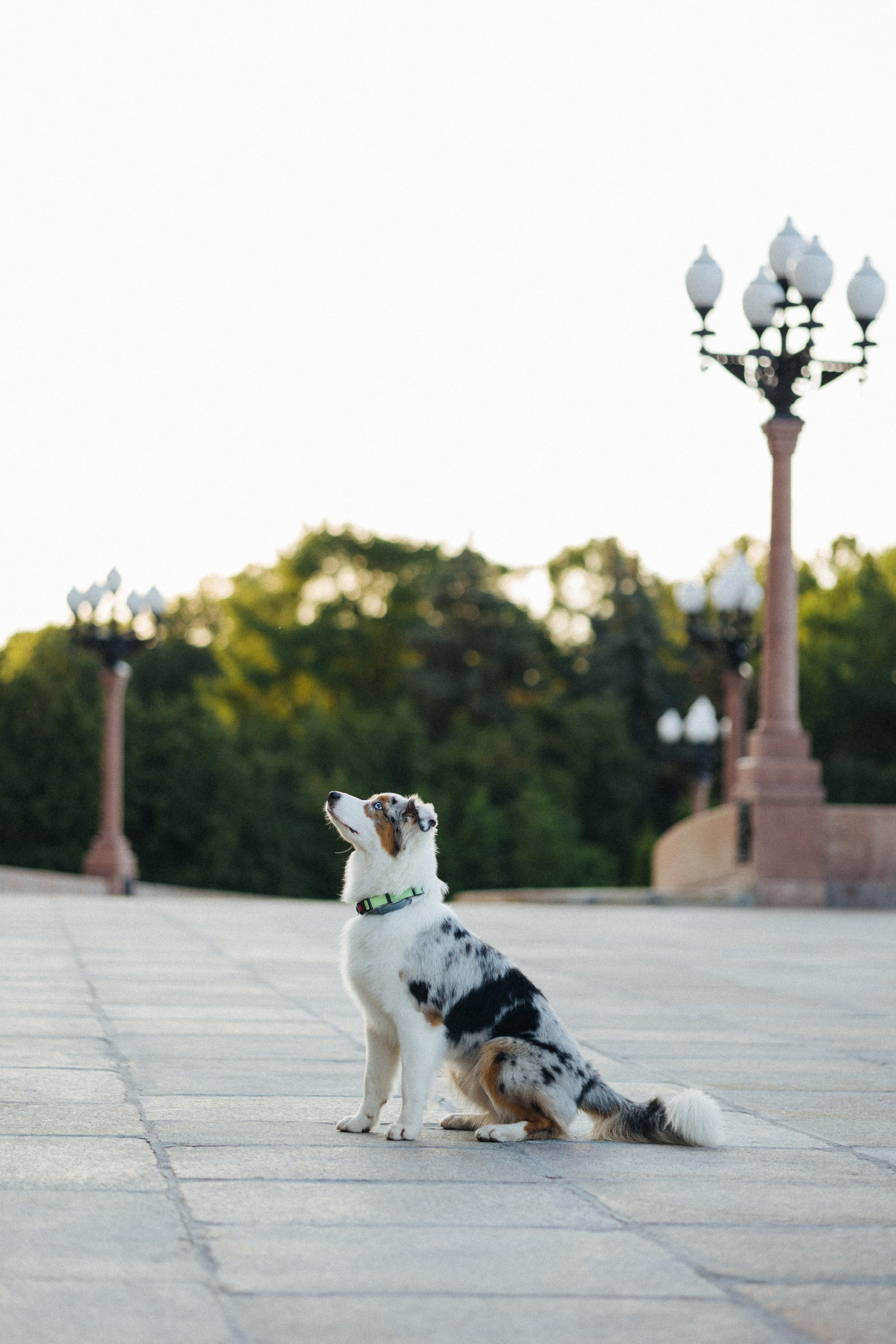 Настя, Влад и Лэйк. Фотораф — анималист Мария Шистка