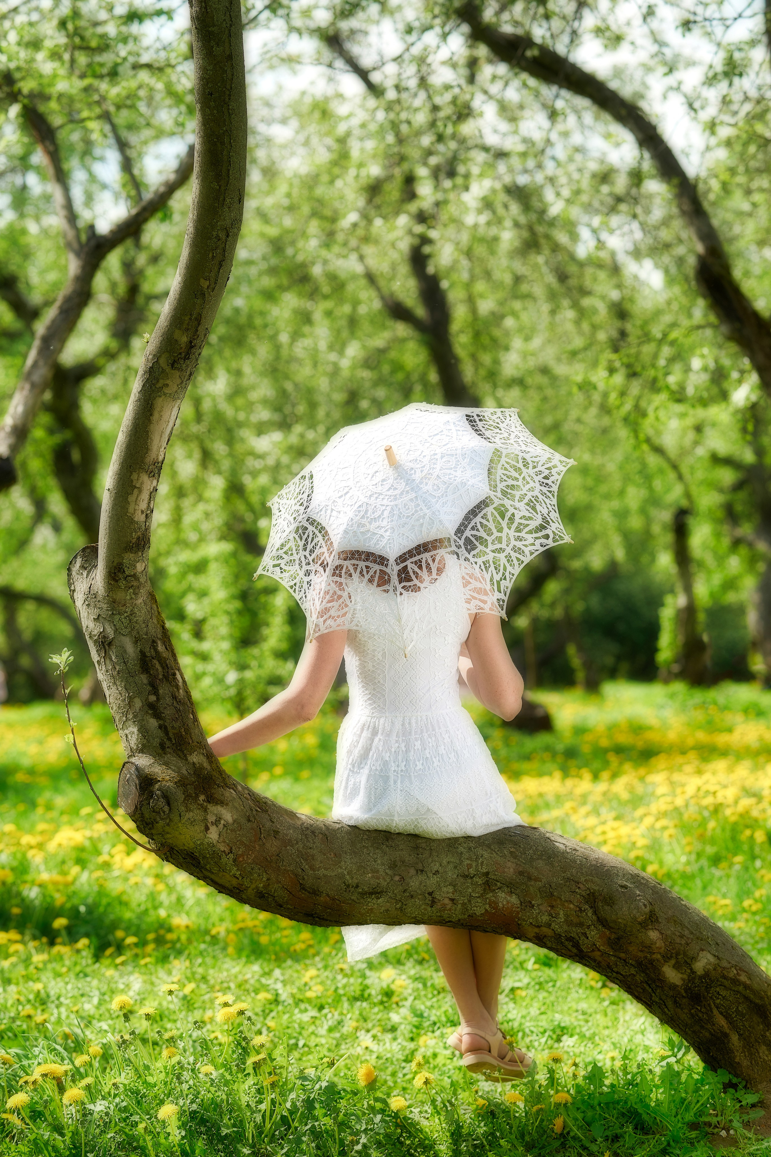 Сад в Коломенском. Фотограф Владимир Артамонов