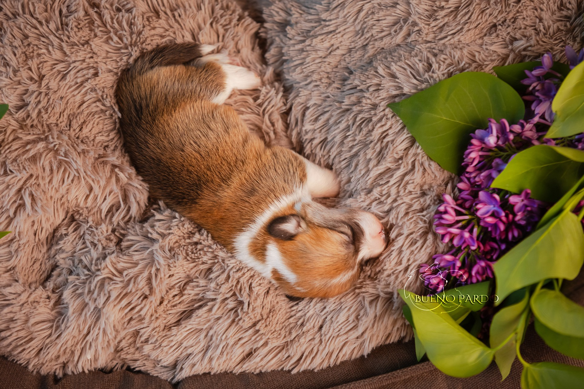Щенки вельш корги пемброк из питомника. Питомник собак Акита, Хаски, Корги