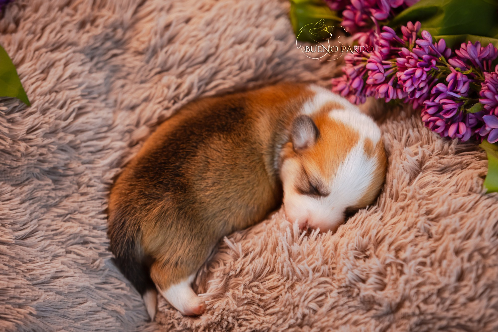 Щенки вельш корги пемброк из питомника. Питомник собак Акита, Хаски, Корги