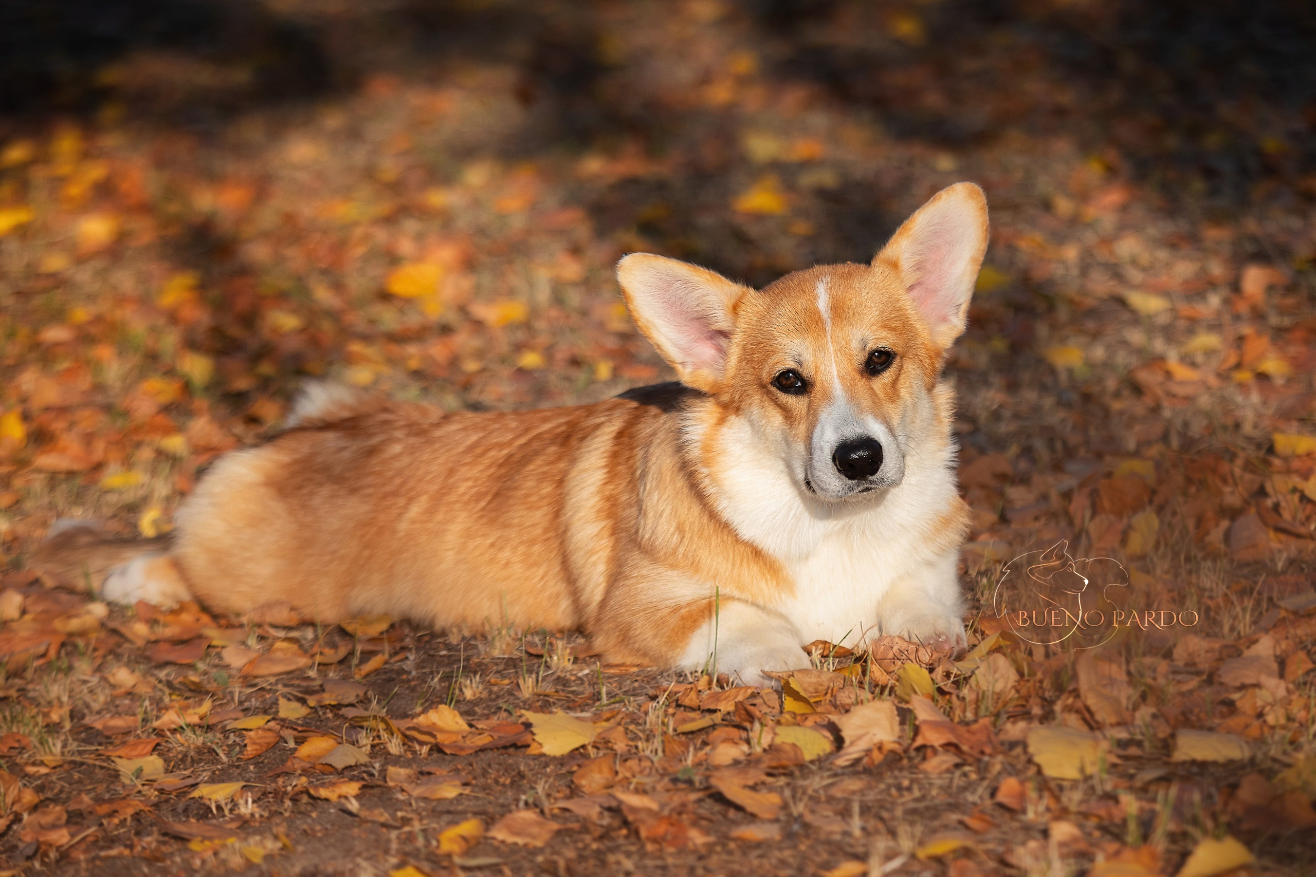 Щенки вельш корги пемброк из питомника. Питомник собак Акита, Хаски, Корги