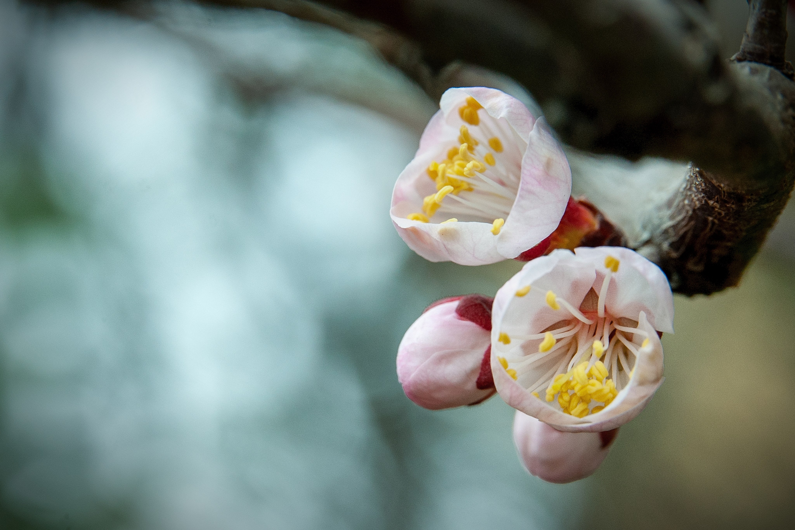 Весна. FotoGraf