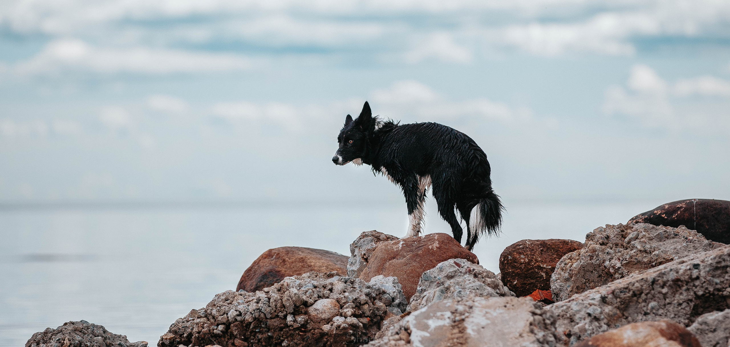Кида и Сирша. Главная