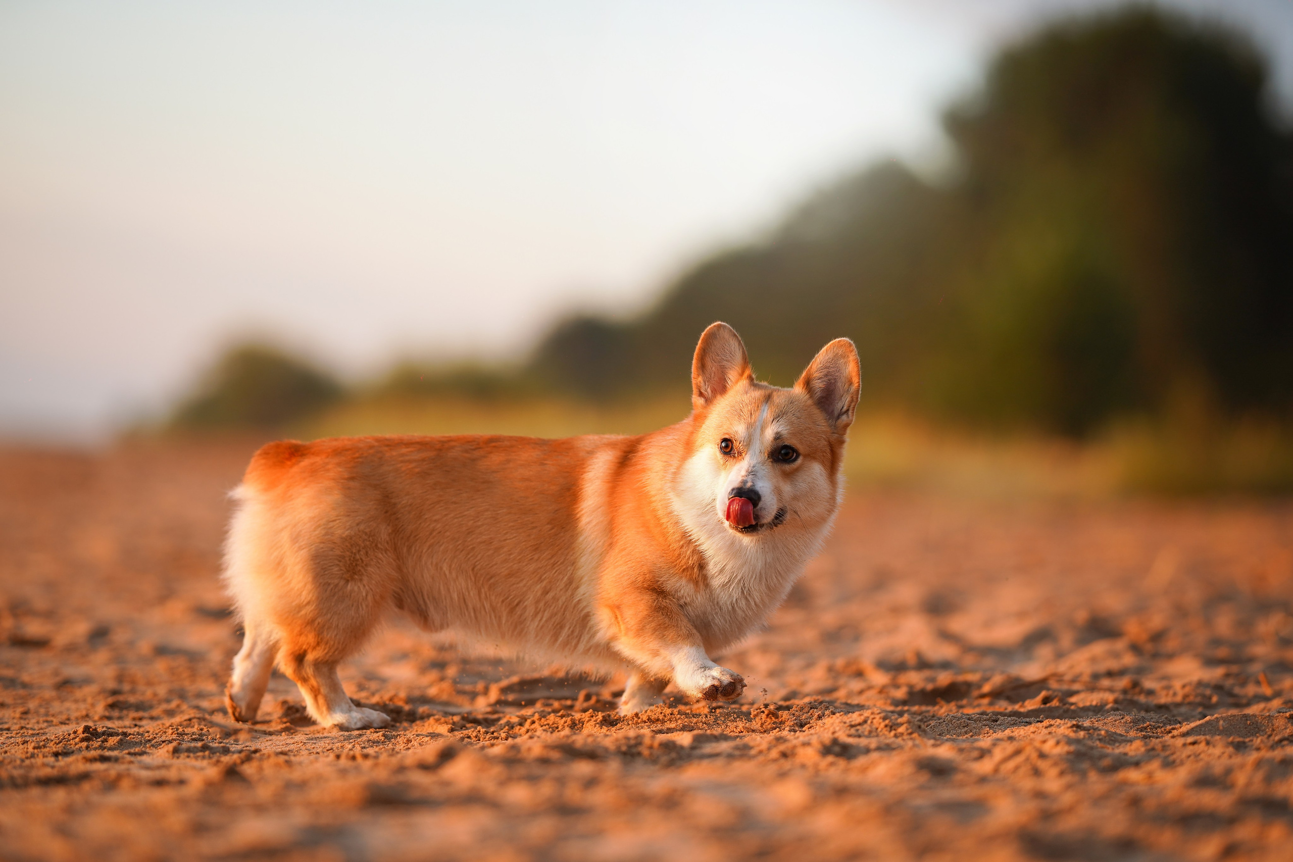 Таня и Оливер. Фотограф-анималист в Санкт-Петербурге Яна Мартынова