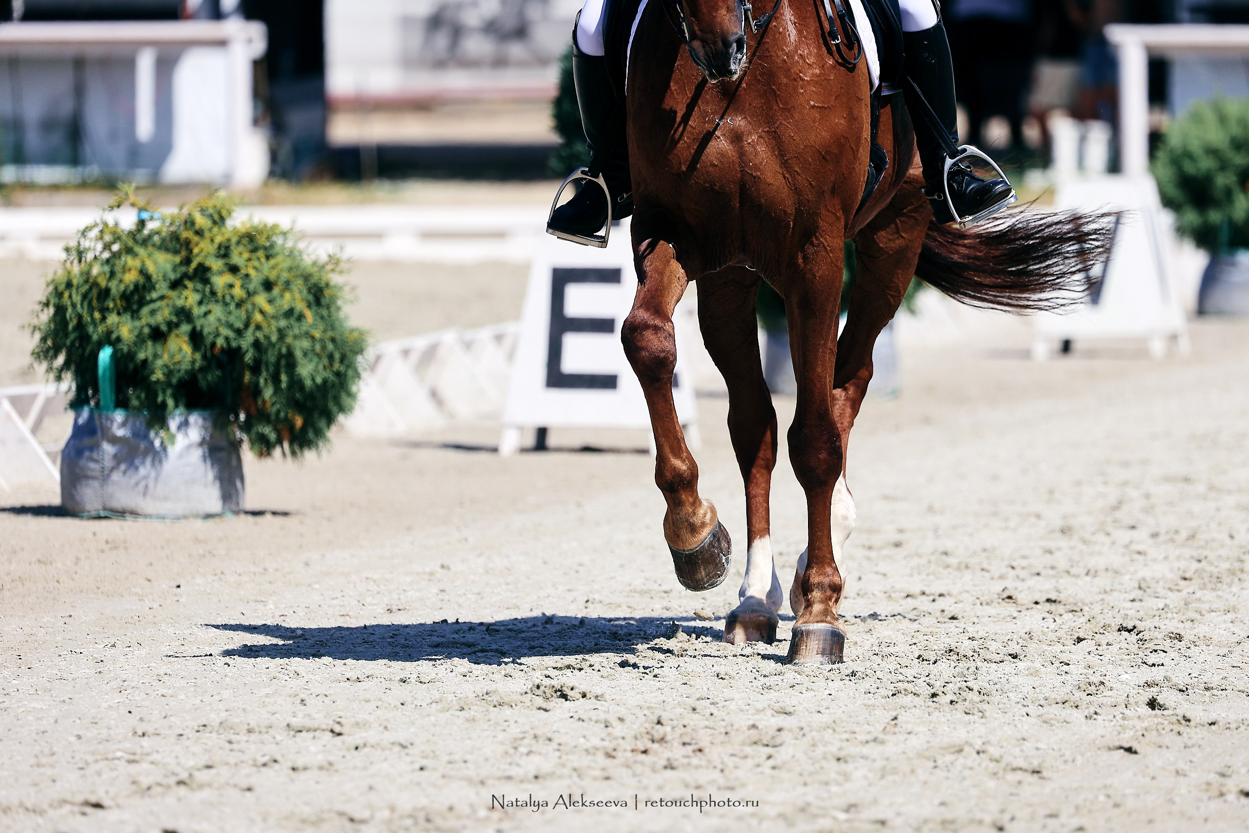 Личный ЧР по выездке, КСК Конаковские конюшни | 08'2023. Репортажный фотограф и ретушер в Москве Наталья Алексеева