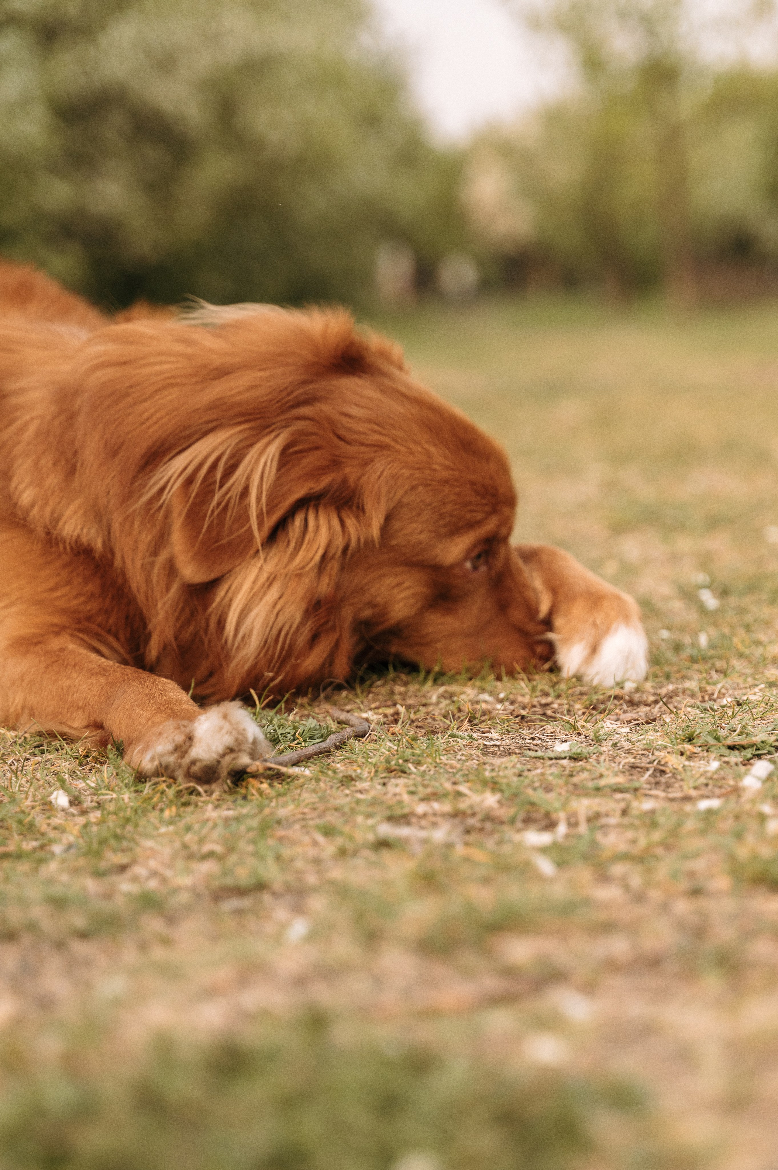 Таня, Денис и Лео. Портретный и семейный фотограф в Екатеринбурге Мария Чахеева