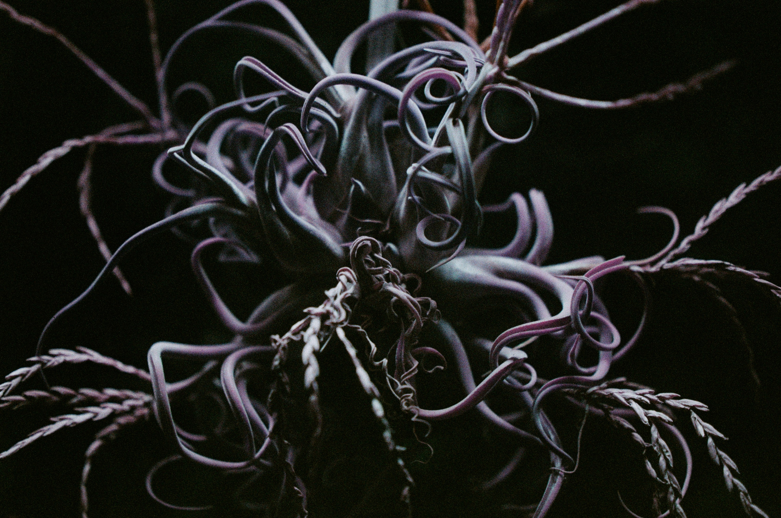 If i get high. EVER EXPOSED