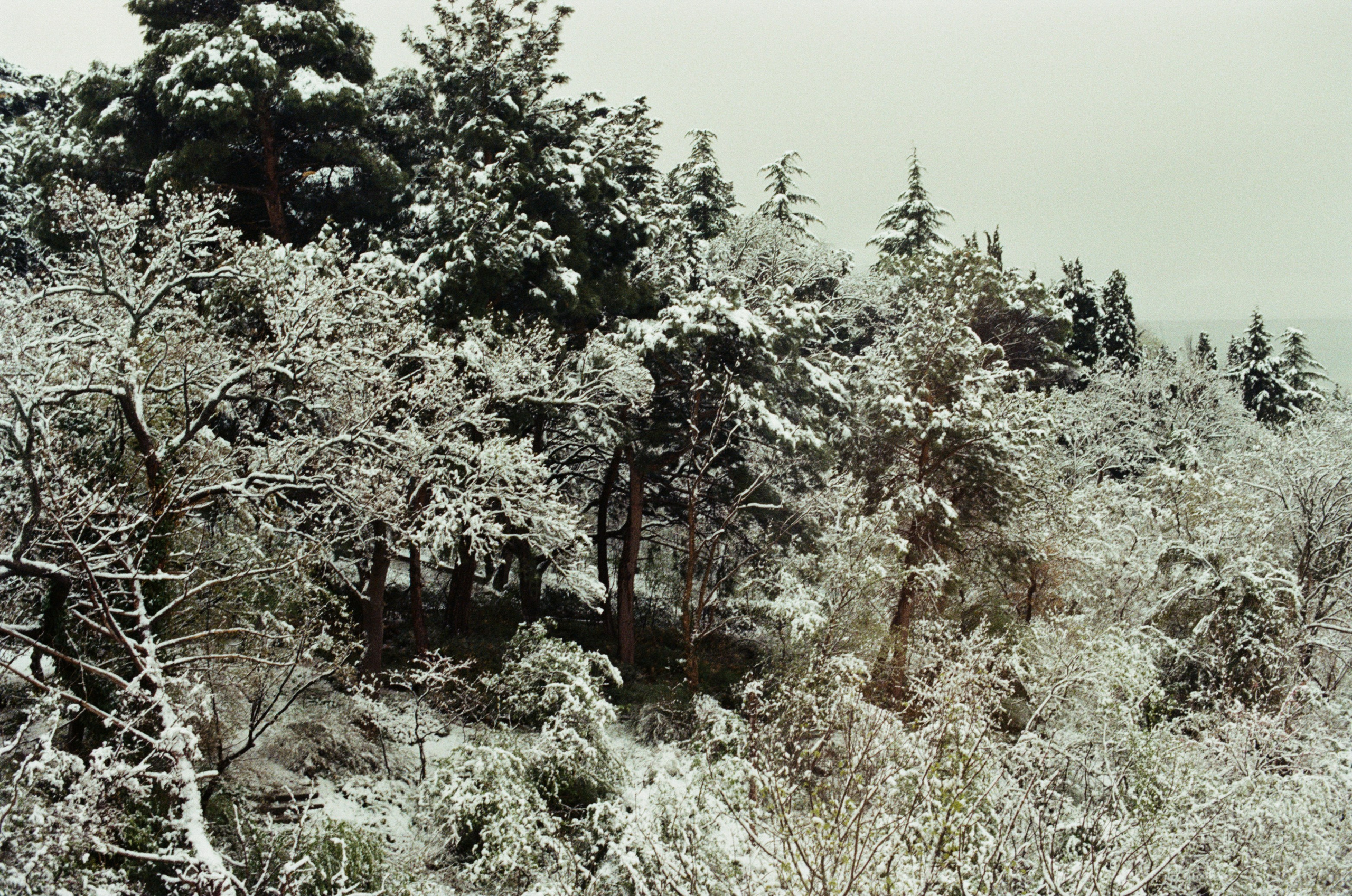 Sakura blues // ukraine, crimea II. EVER EXPOSED