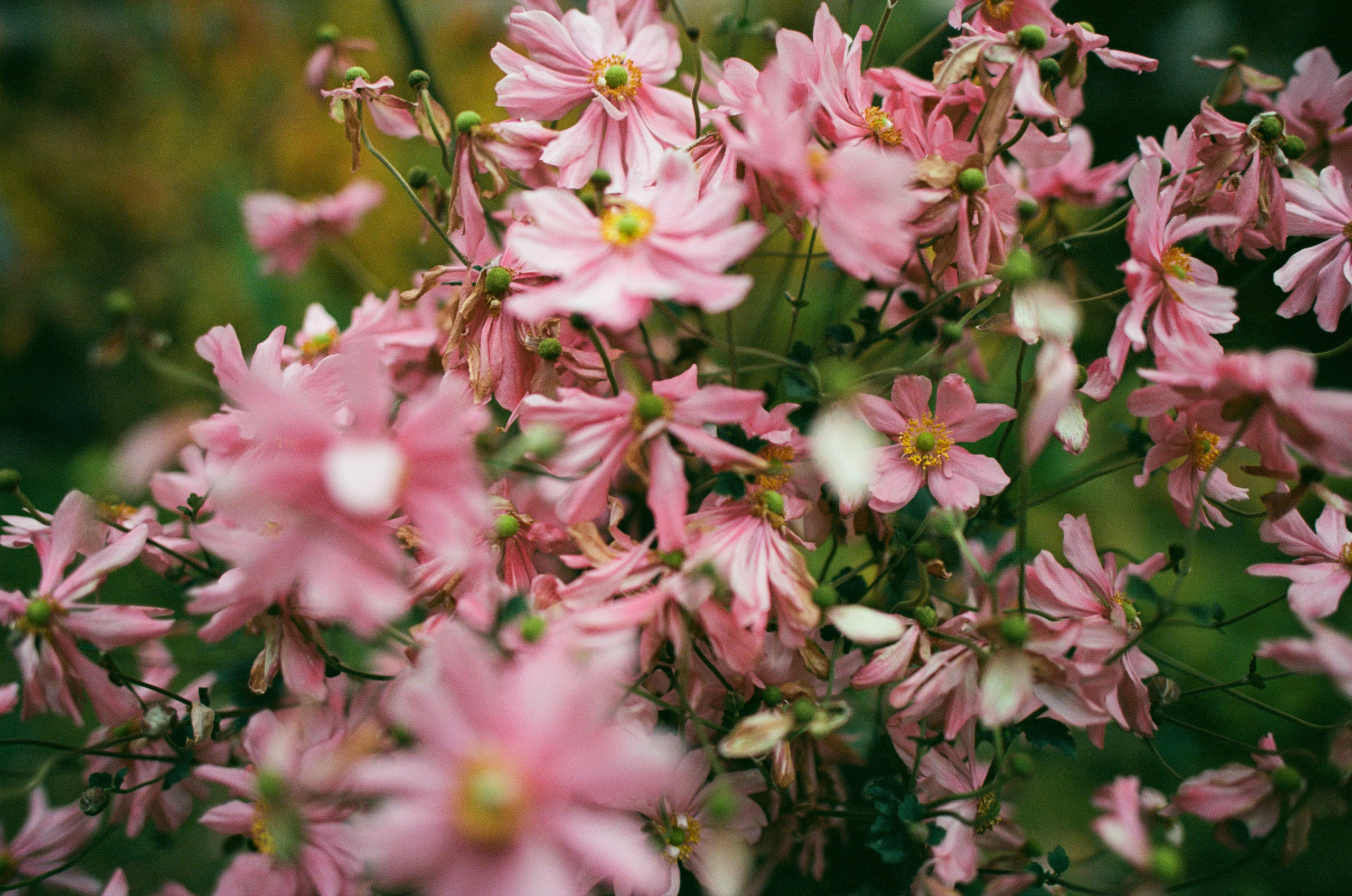 Out of noise // japan, takayama IV. EVER EXPOSED