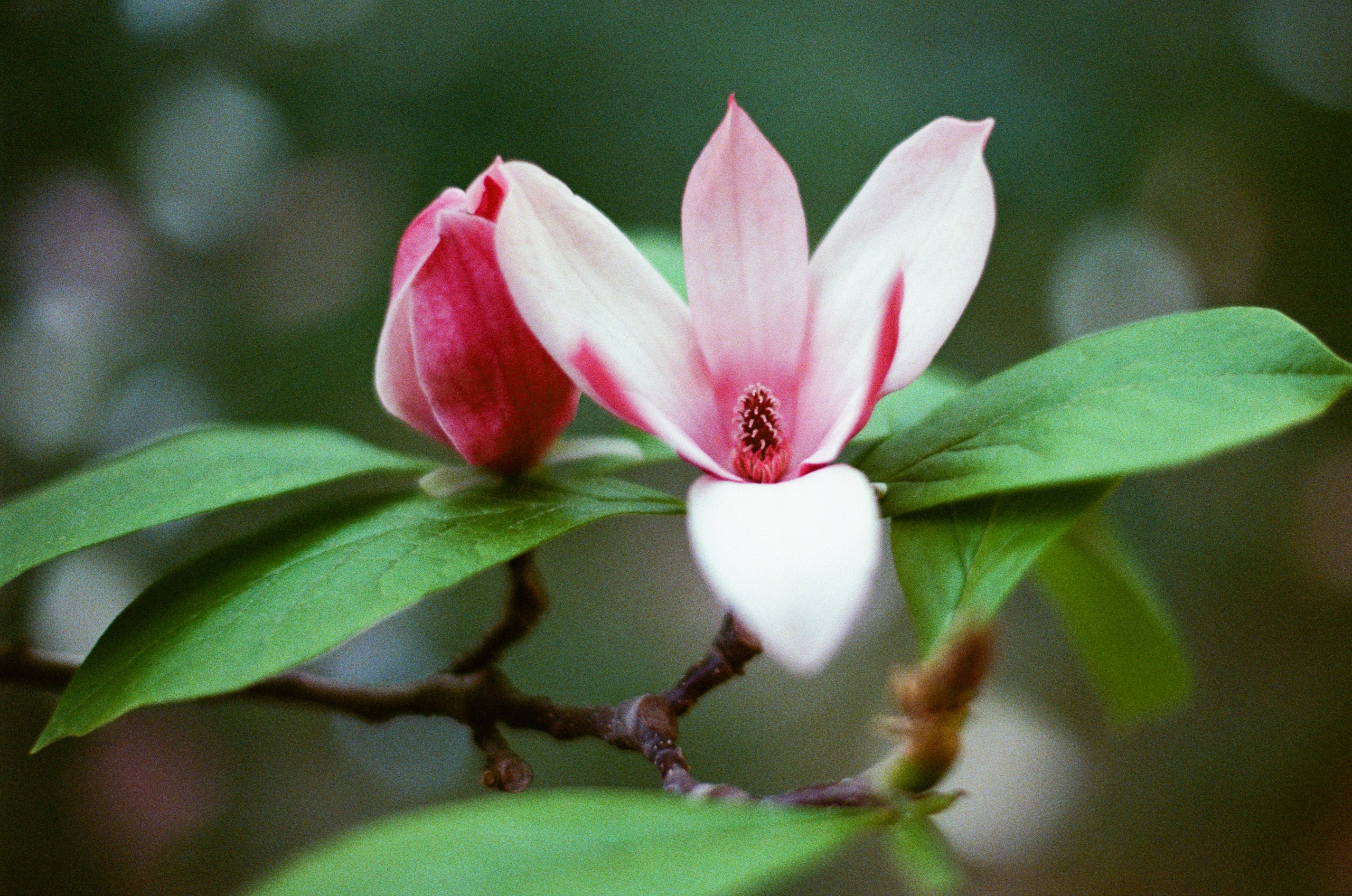 Silver strings // ukraine, crimea IV. EVER EXPOSED