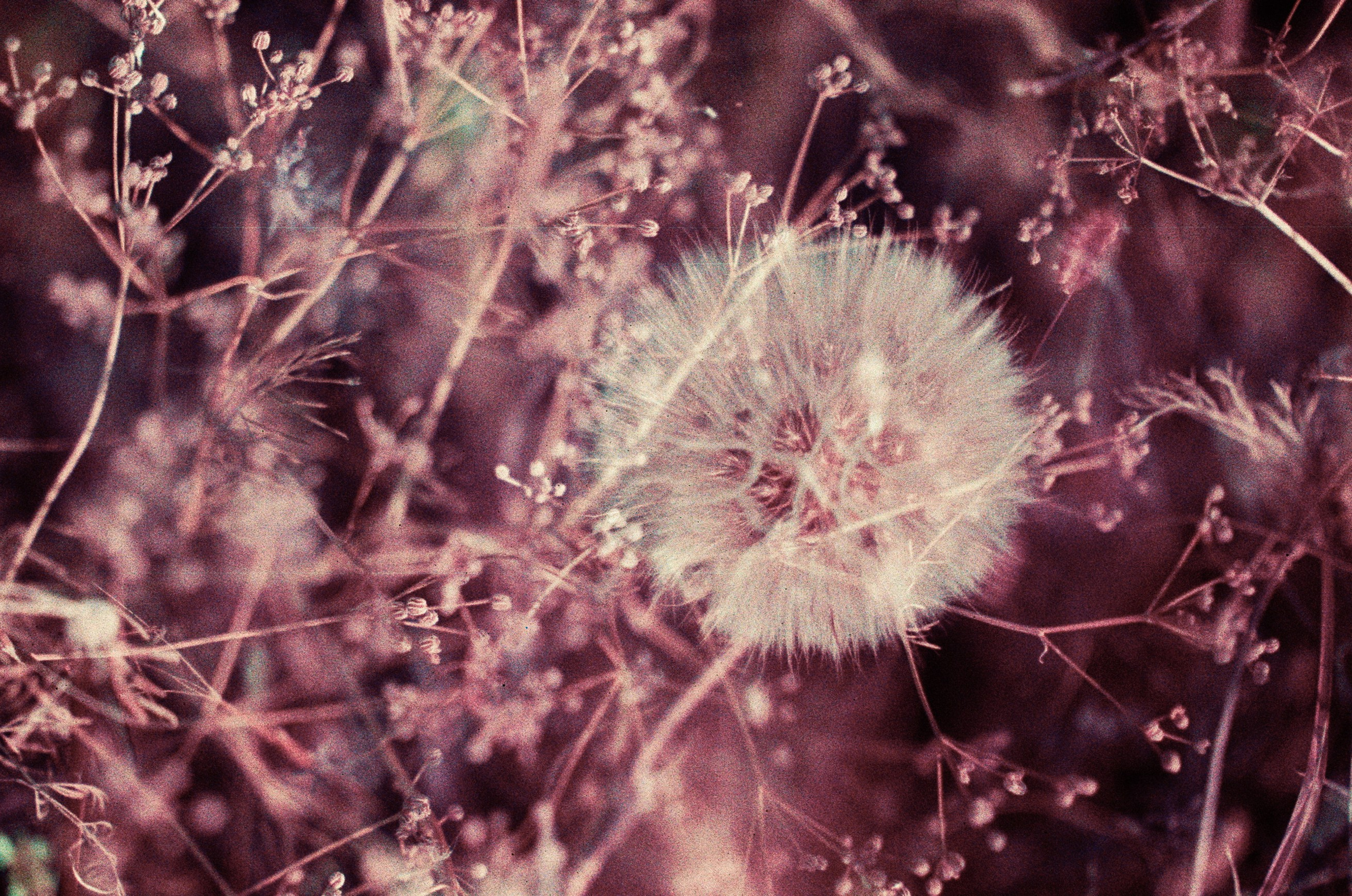 Dig it // ukraine, crimea X. EVER EXPOSED