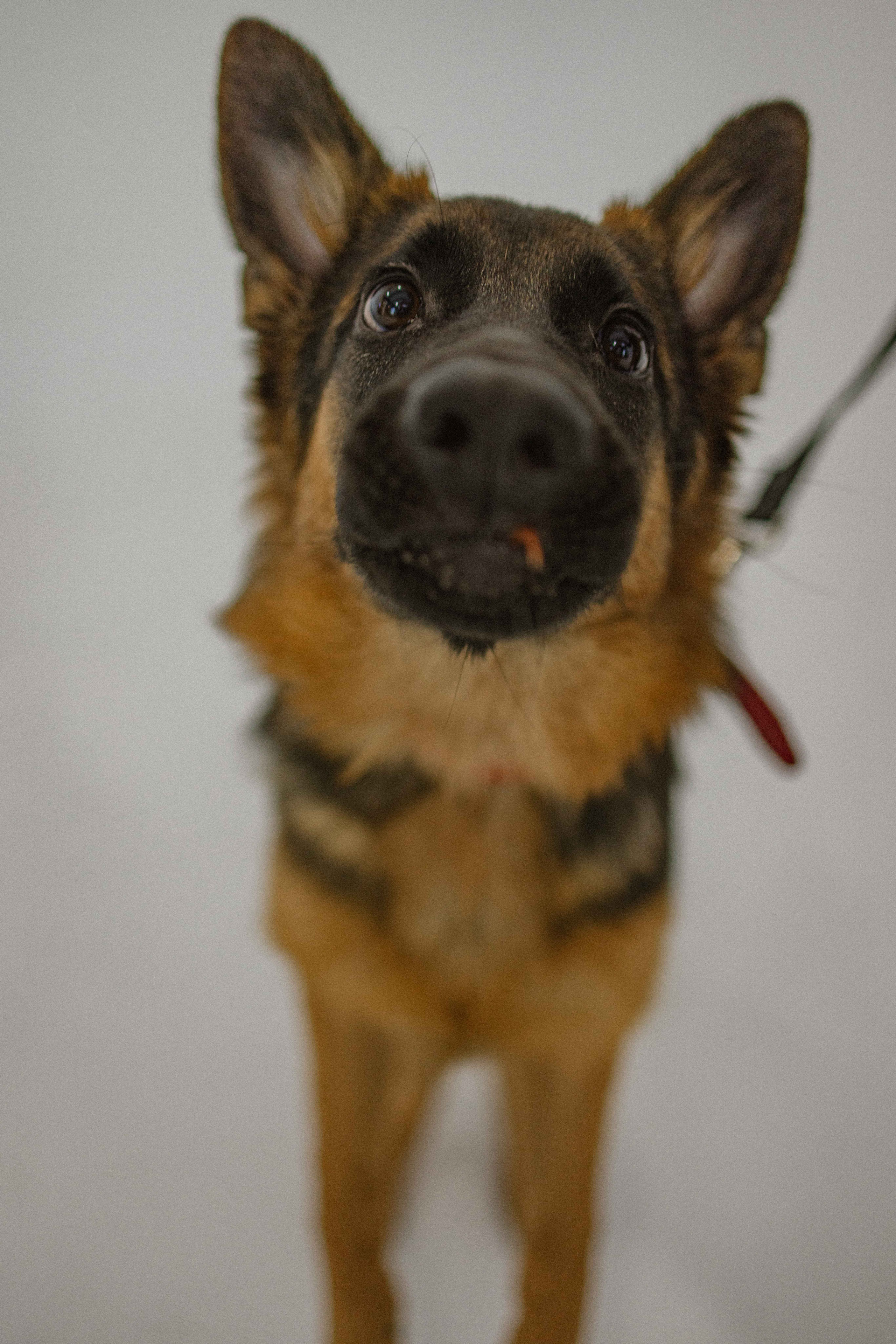 Ася и Буся. Фотограф-анималист в Москве Лера Черноног