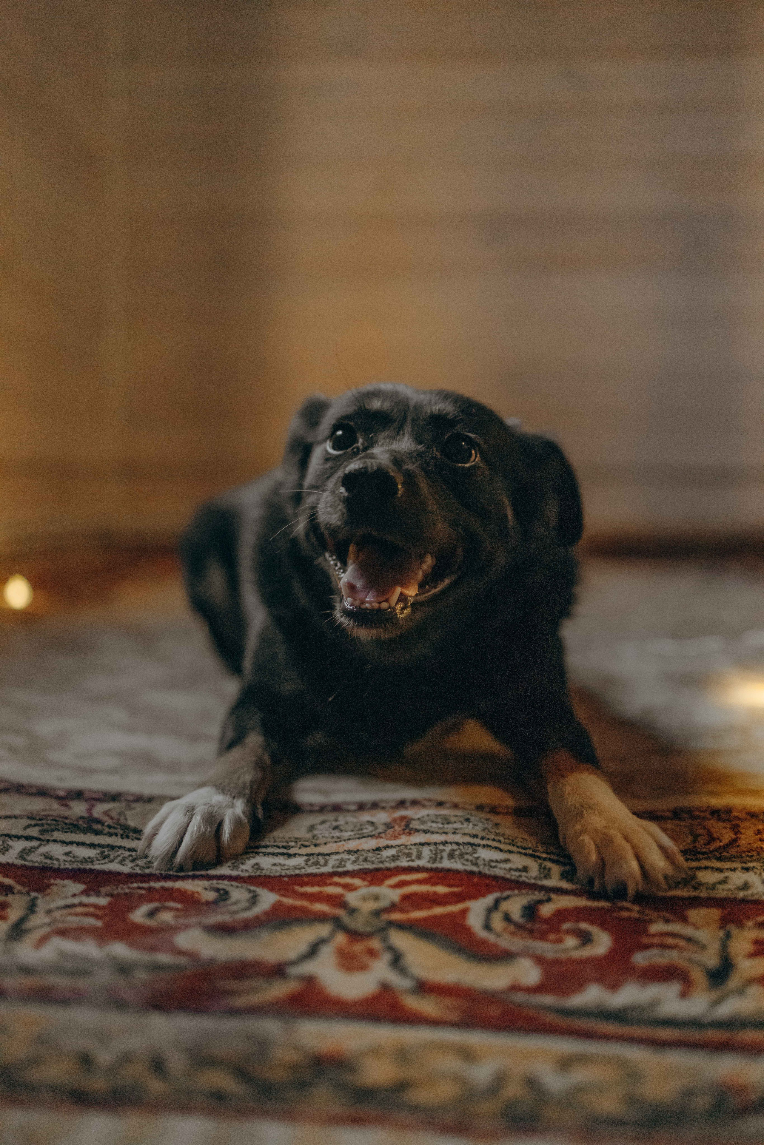 Передержка. Фотограф-анималист в Москве Лера Черноног