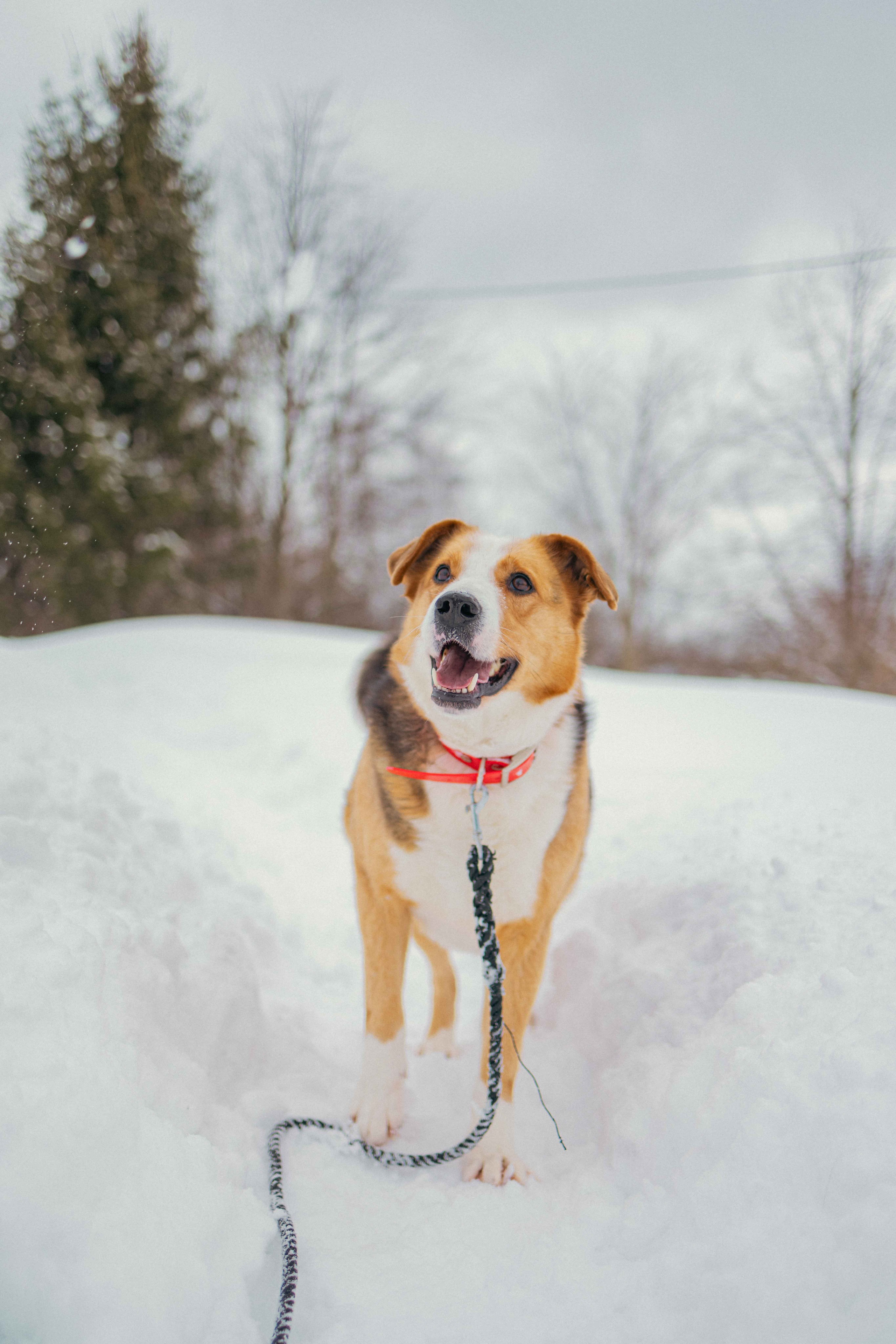 Петя. Фотограф-анималист в Москве Лера Черноног