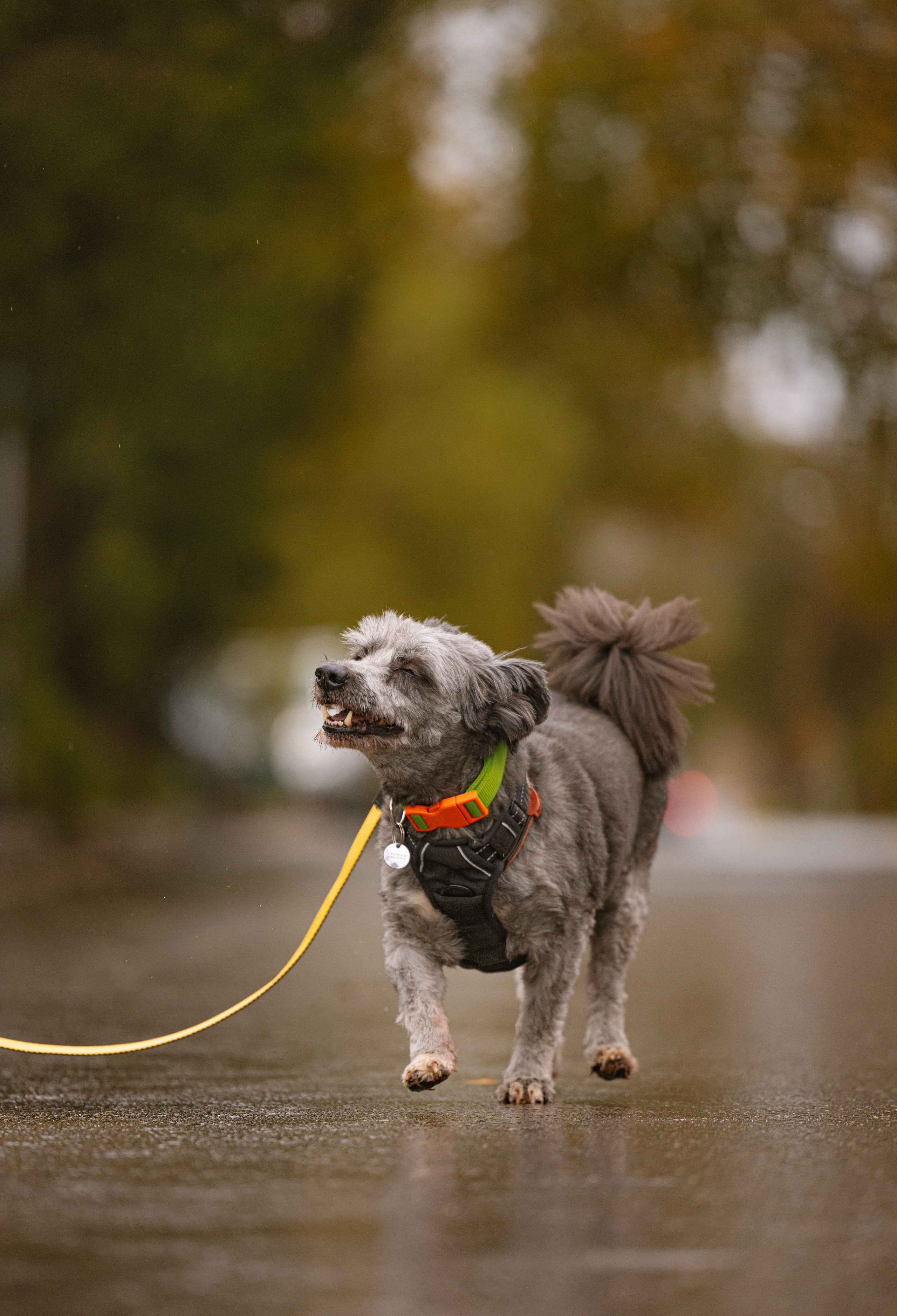 Передержка. Фотограф-анималист в Москве Лера Черноног