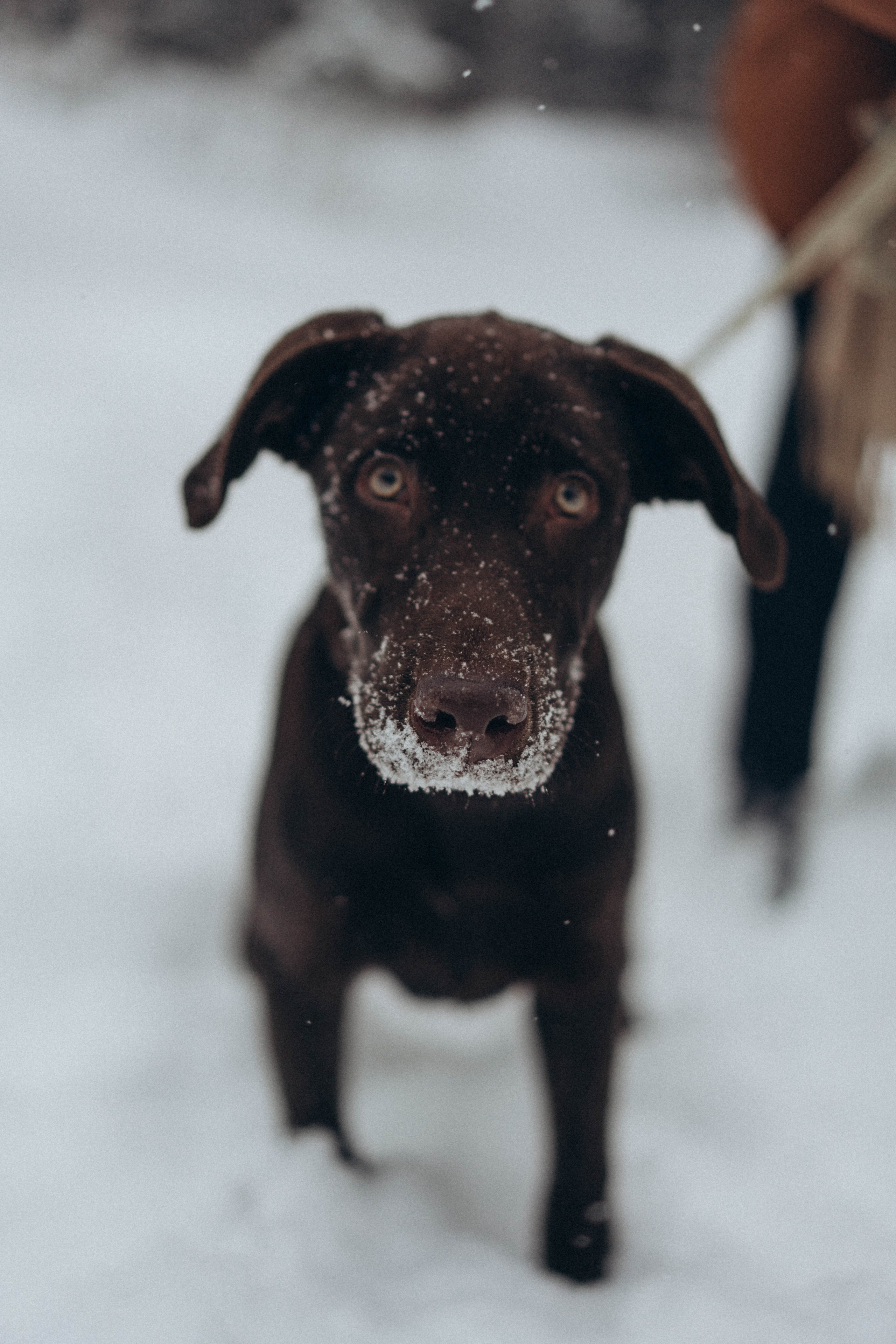 Winter love. Свадебный фотограф Анастасия Хабарова в Новоуральске и Екатеринбурге