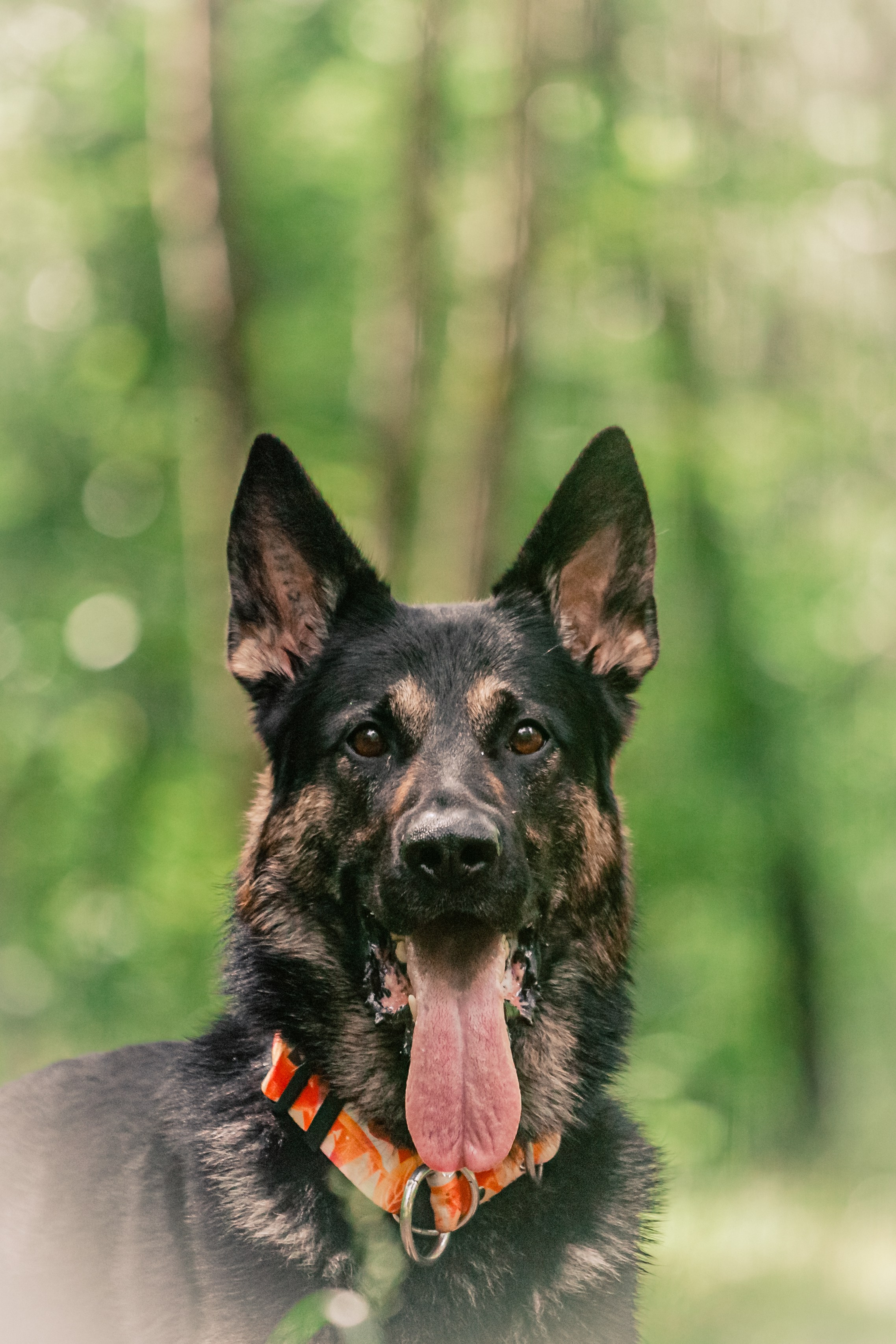 Лесная летняя фотопрогулка. Фотограф-анималист Татьяна Степанова
