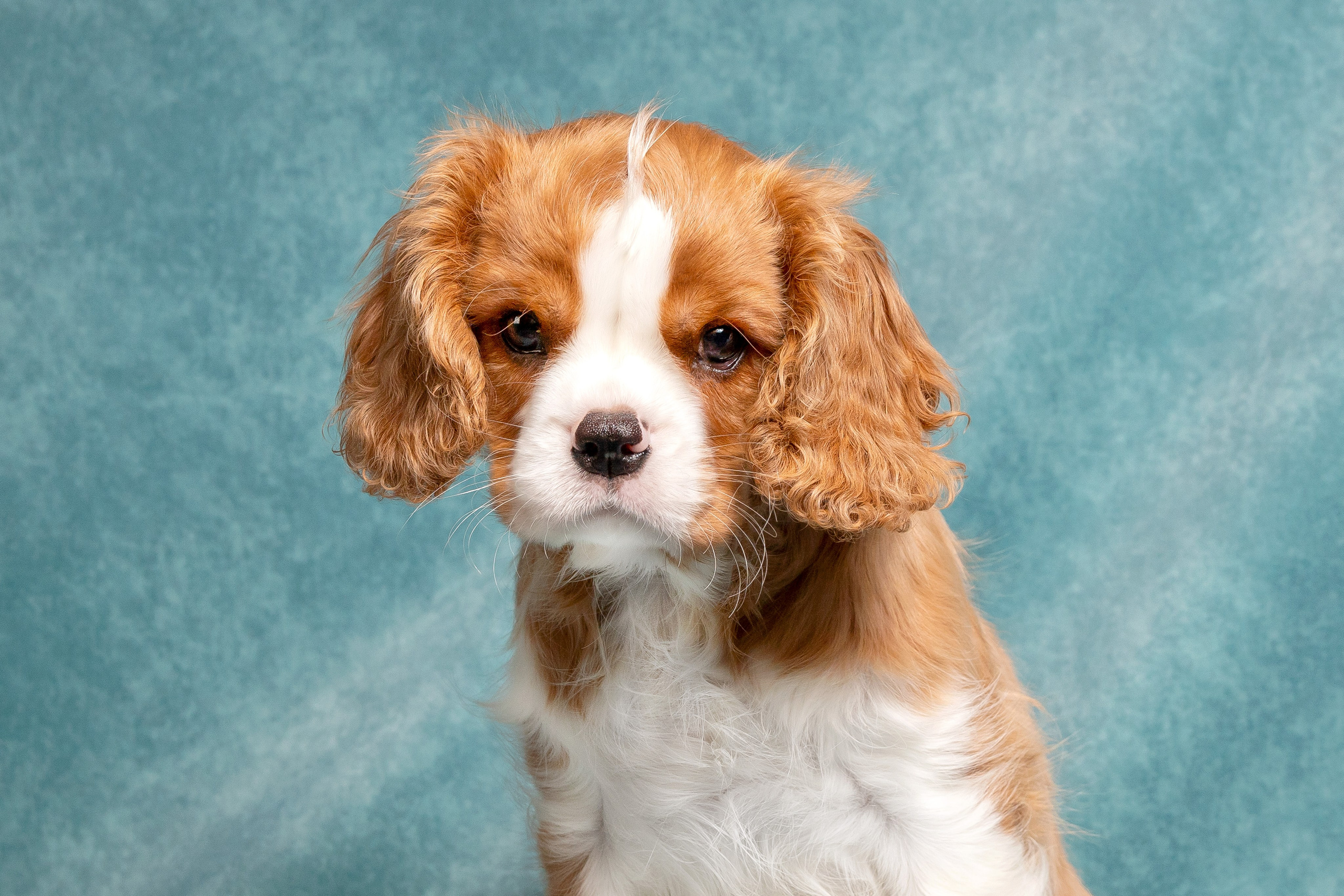 Кавалер Кинг Чарльз спаниель. Юлия Микульская. Рыбинск