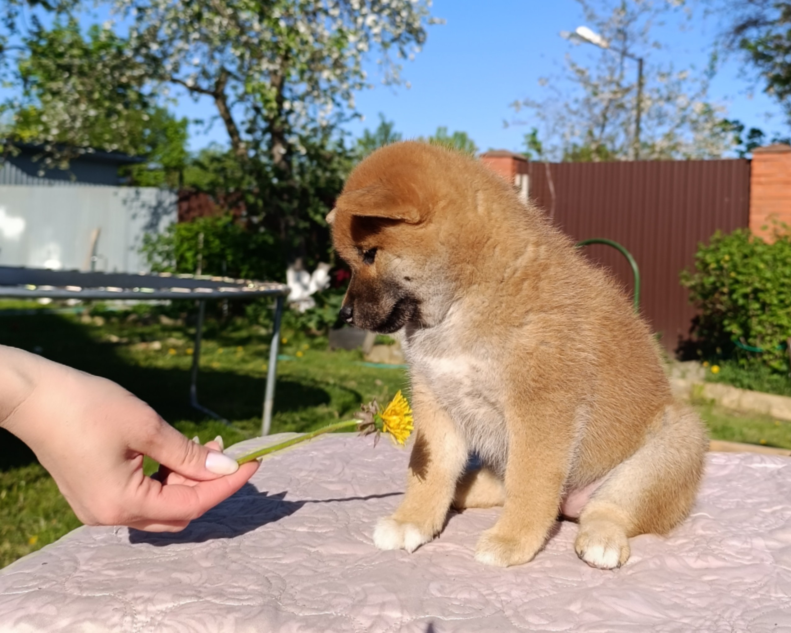 сиба питомник Рубилайт щенки на продажу rubylight  сиба щенки купить СПб Санкт-Петербург