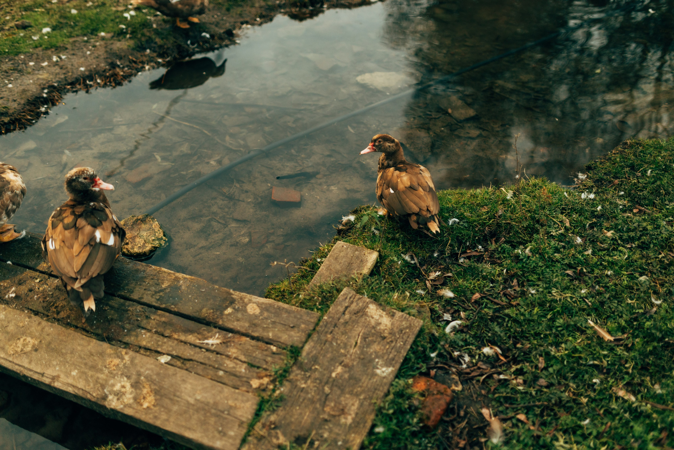 Самые дружные!. Свадебный фотограф Анастасия Бударина