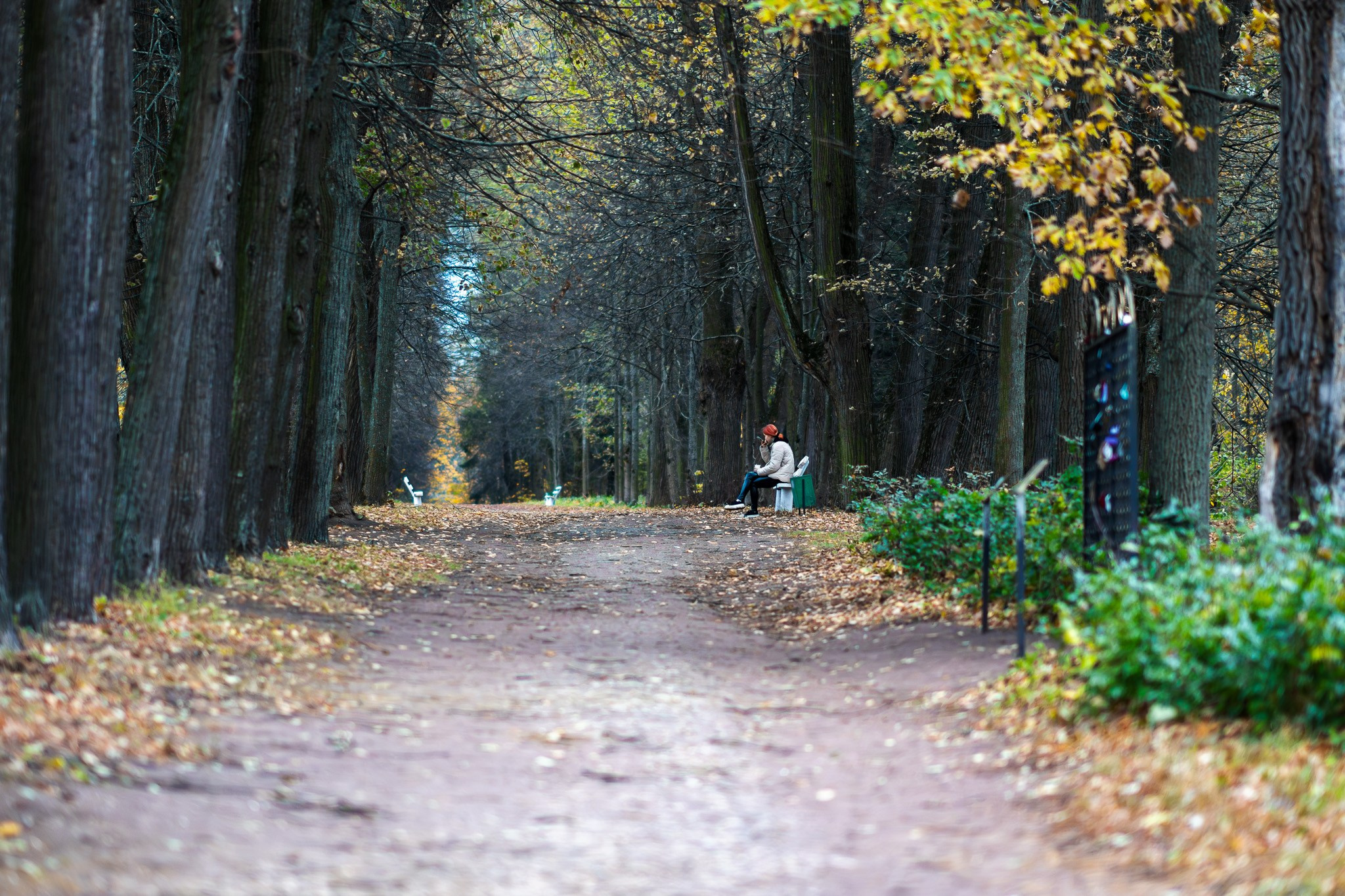 Осенняя аллея в Горках Ленинских