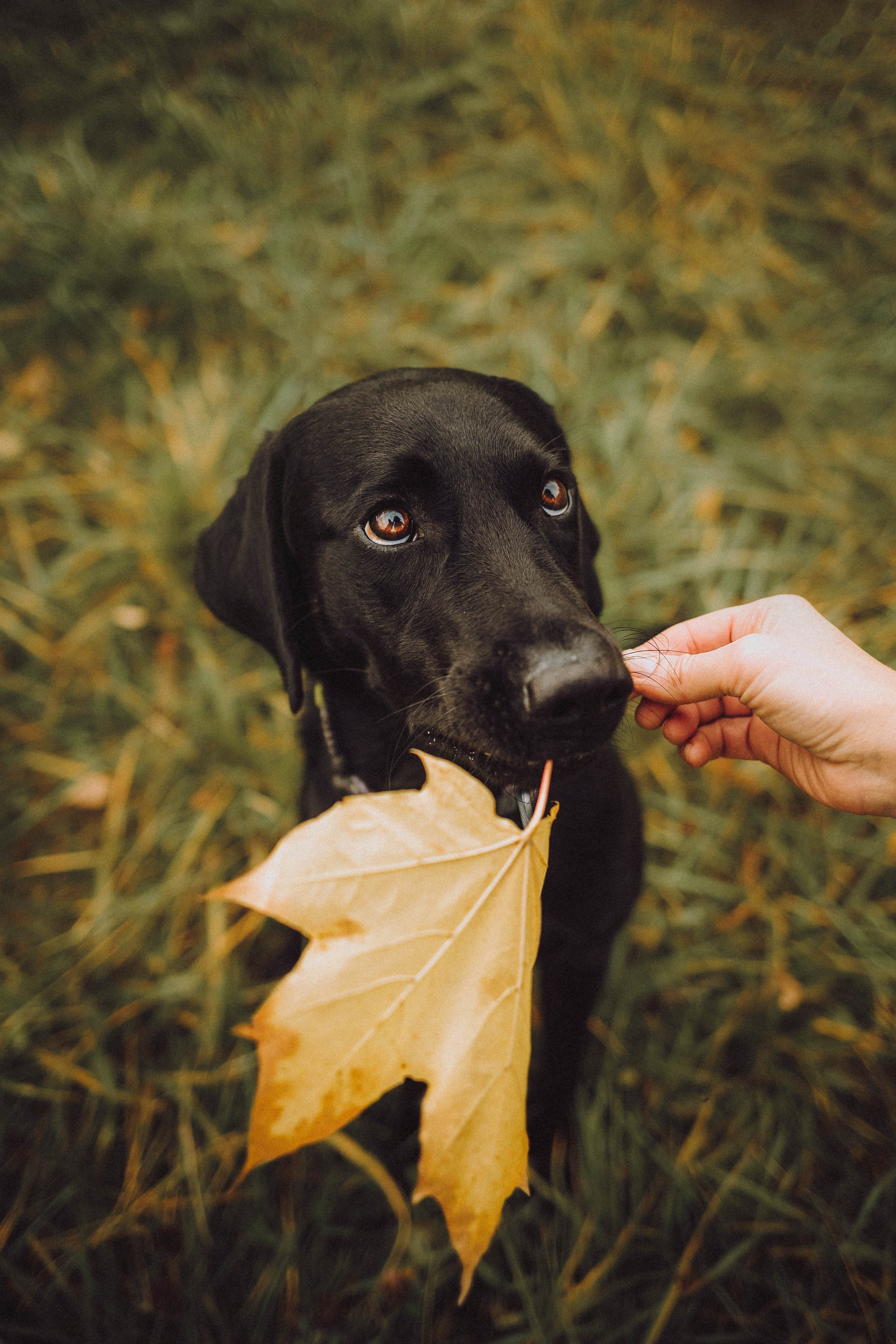 Аня, Нео и Луна