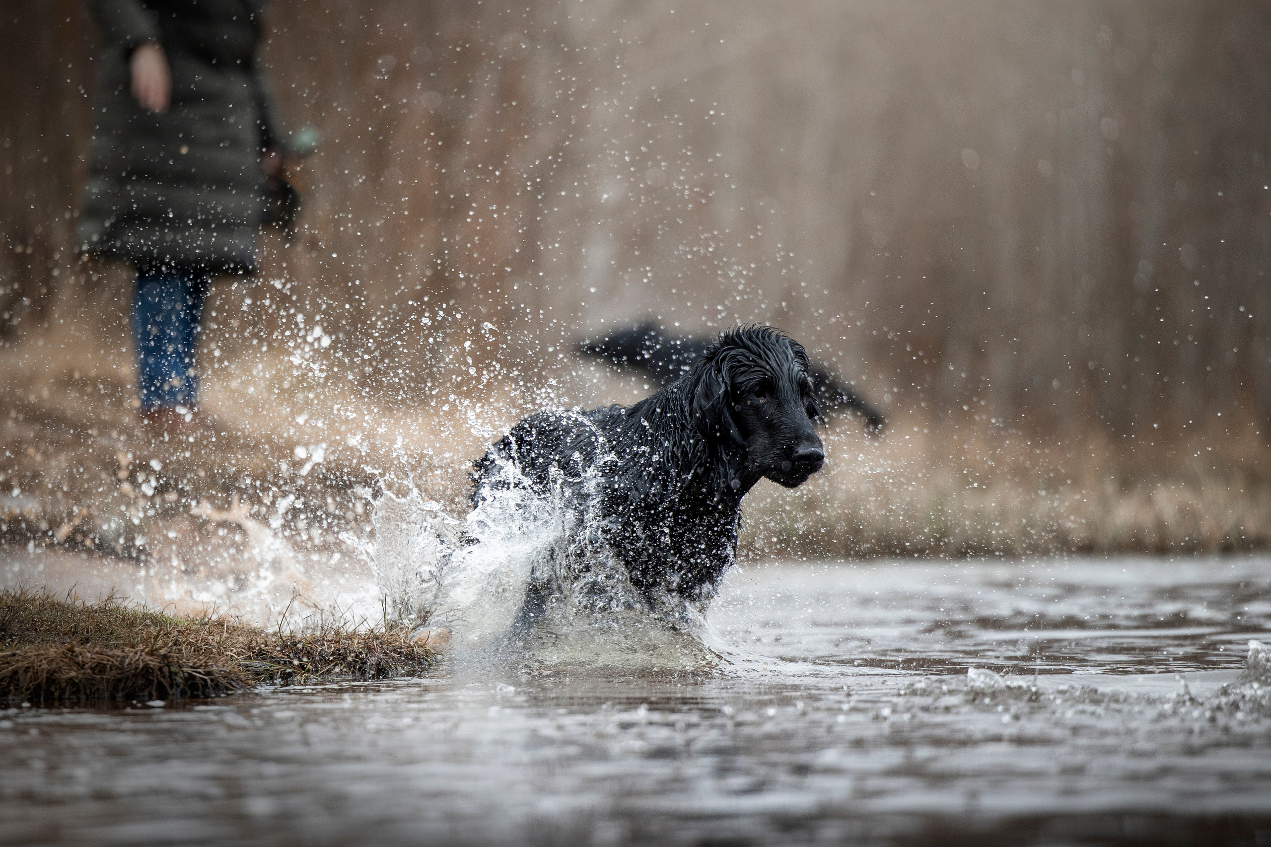 Ора, Ева, Рози и их семья. Фотограф — Анималист | Санкт-Петербург