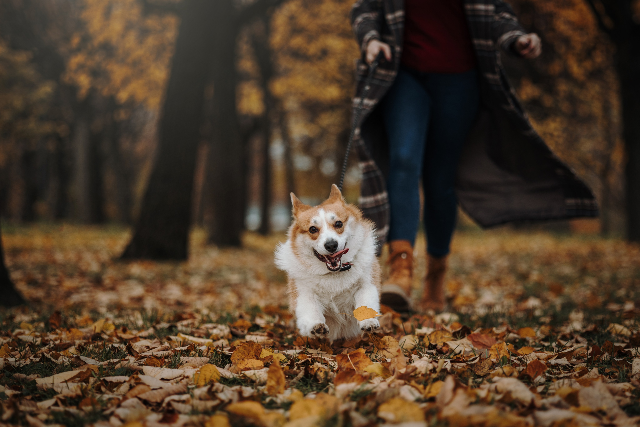 Юля и Терри. Фотограф — Анималист | Санкт-Петербург