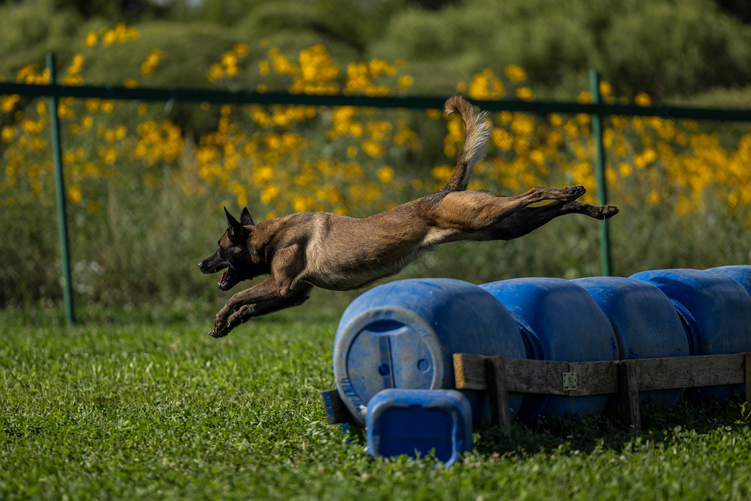 Соревнования по Мондьорингу г. Вологда 10-11.08.2024. Фотограф-анималист Анна Маринич
