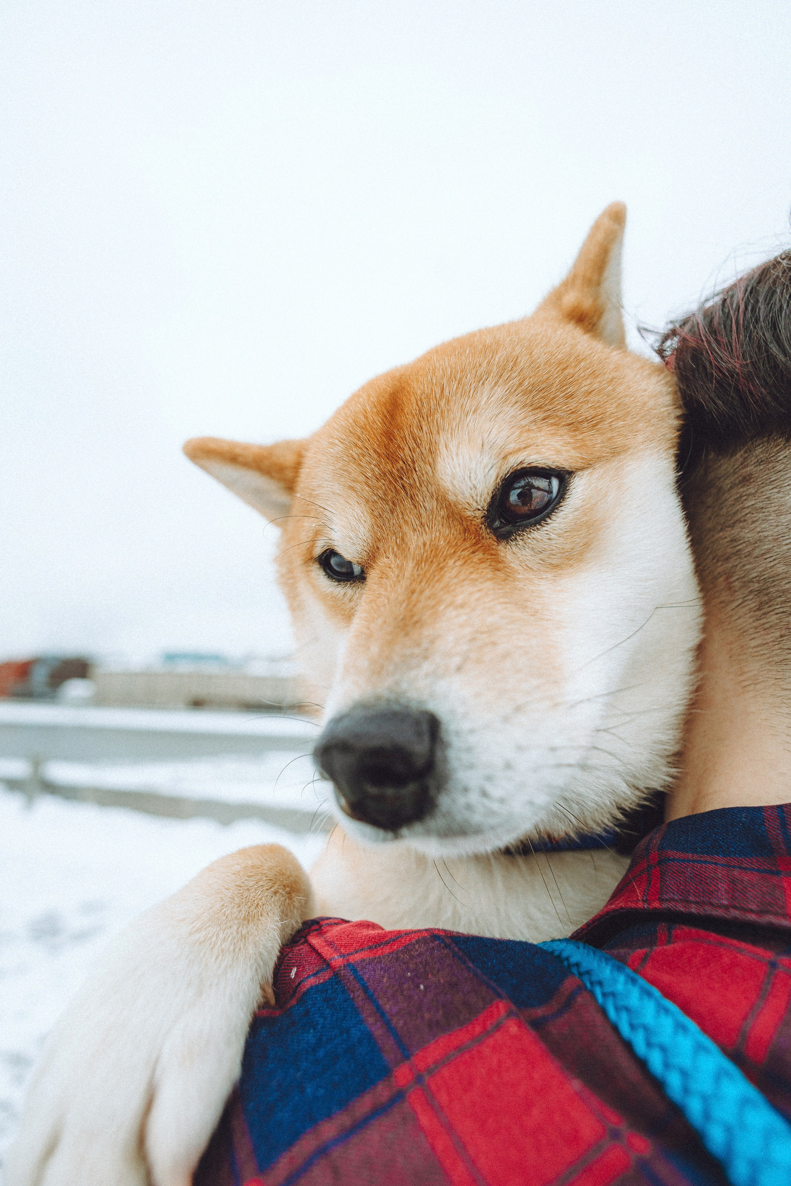 Настя и Ронин