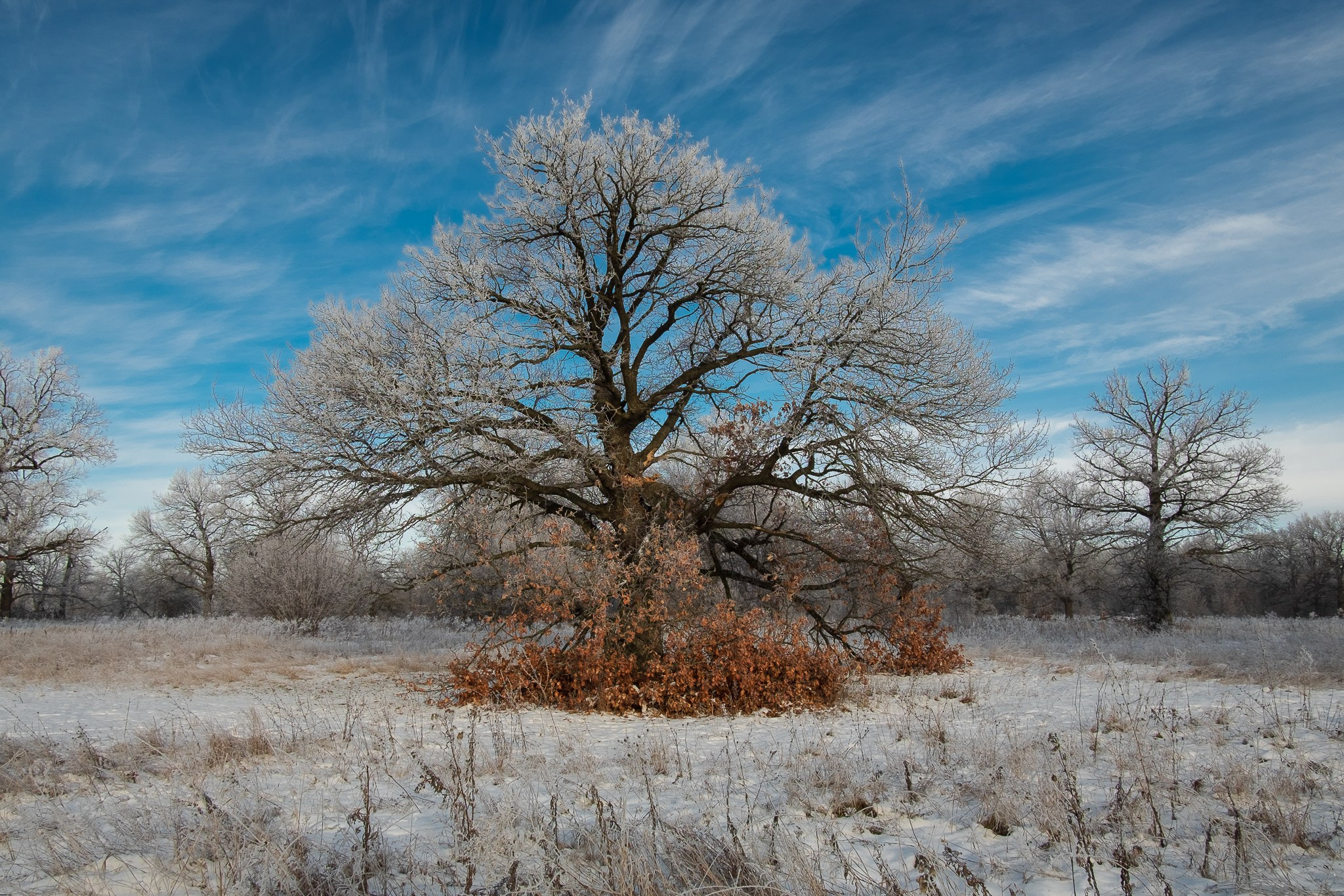 Красивый дуб в роще в зимний день. Рязанская область, село Коростово