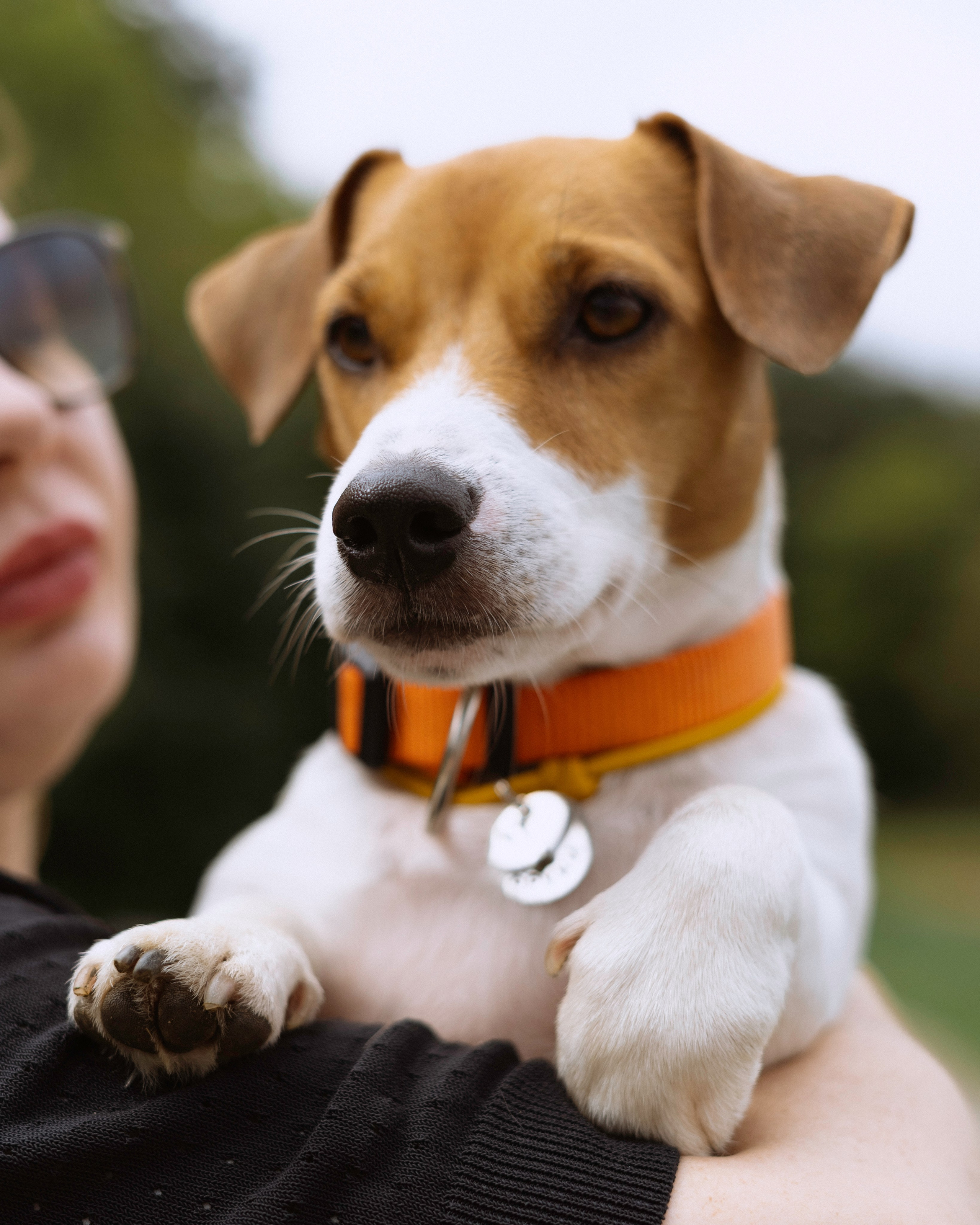 Катерина и Бруки. Фотограф в Москве Шалышко Ангелина