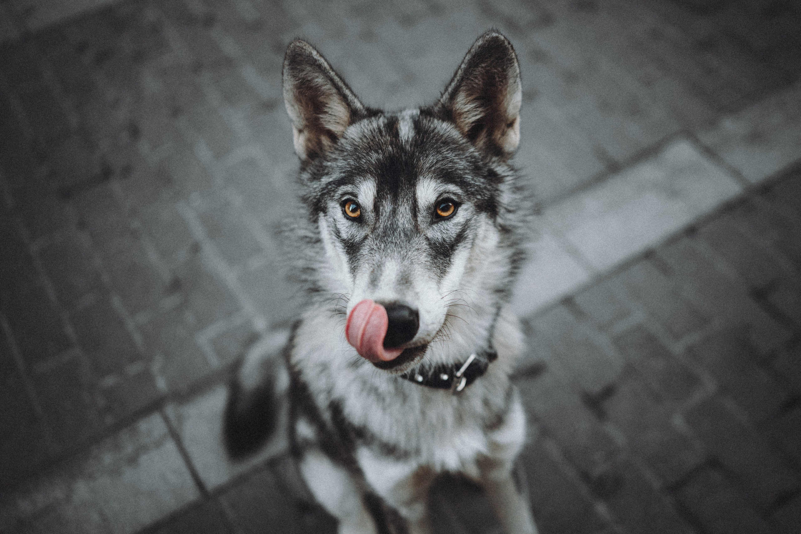 Вика и Кора. Семейный фотограф анималист Ананьева Мария — Москва
