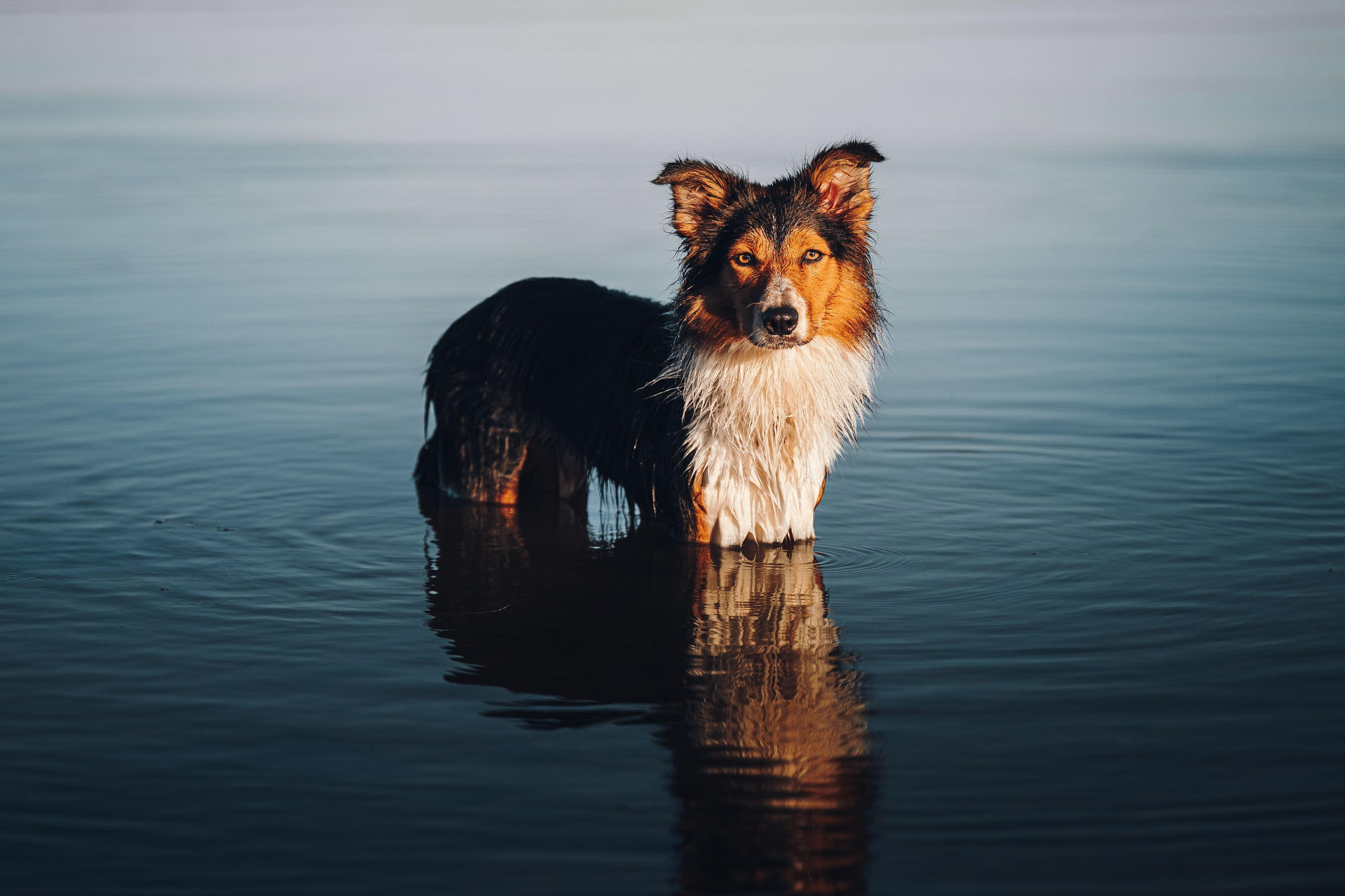 Саша, Флик и Эсприт. Семейный фотограф анималист Ананьева Мария — Москва