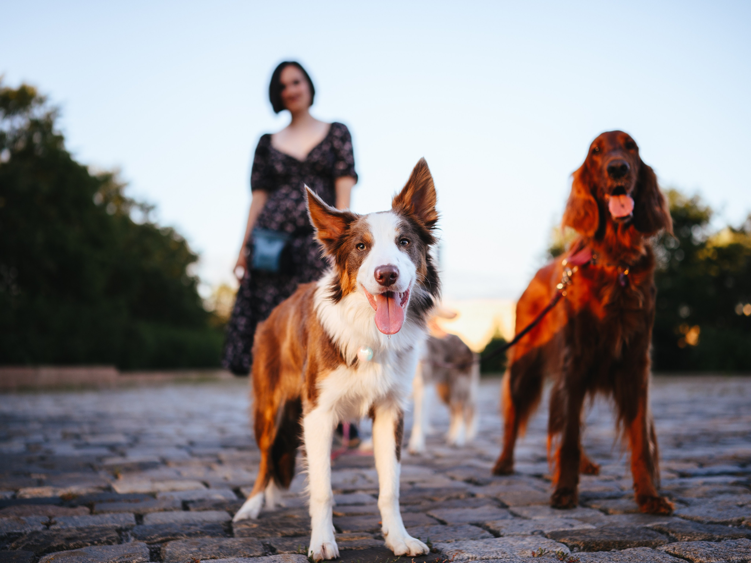 Маша, Лика, Нао и Рафта. Семейный фотограф анималист Ананьева Мария — Москва