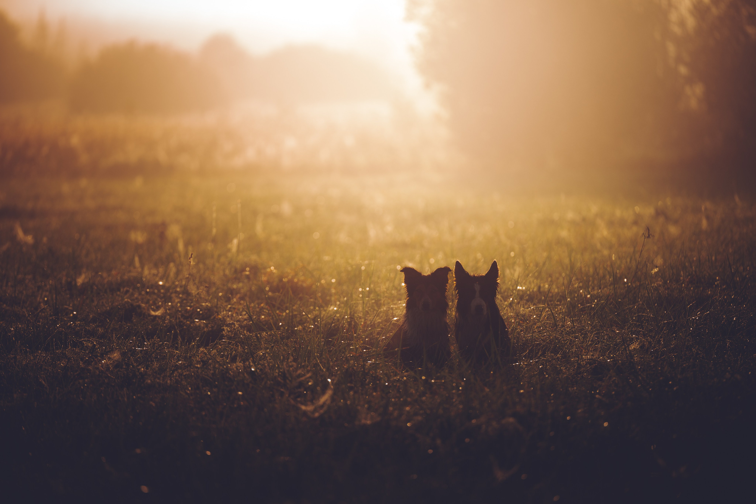 Саша, Флик и Эсприт. Семейный фотограф анималист Ананьева Мария — Москва