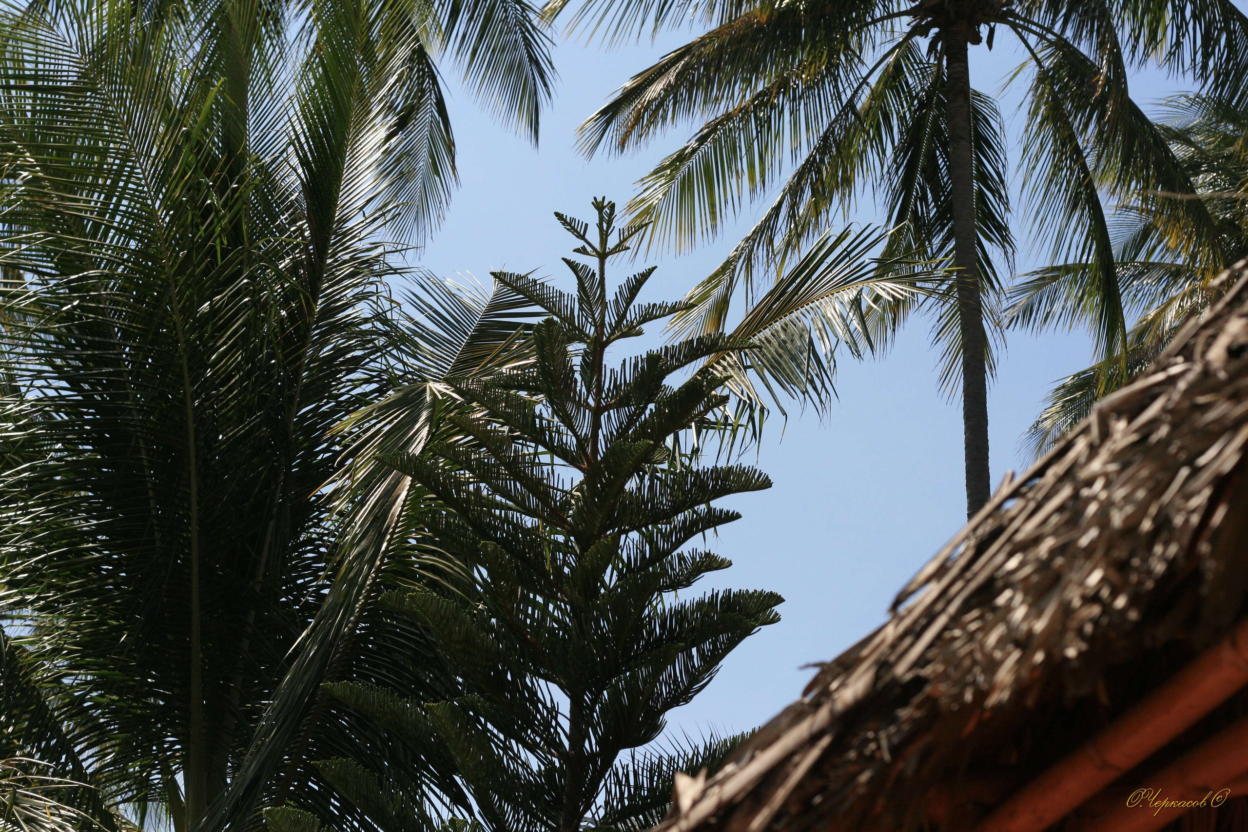 Вьетнам 2008 г. Улица, люди, жизнь…