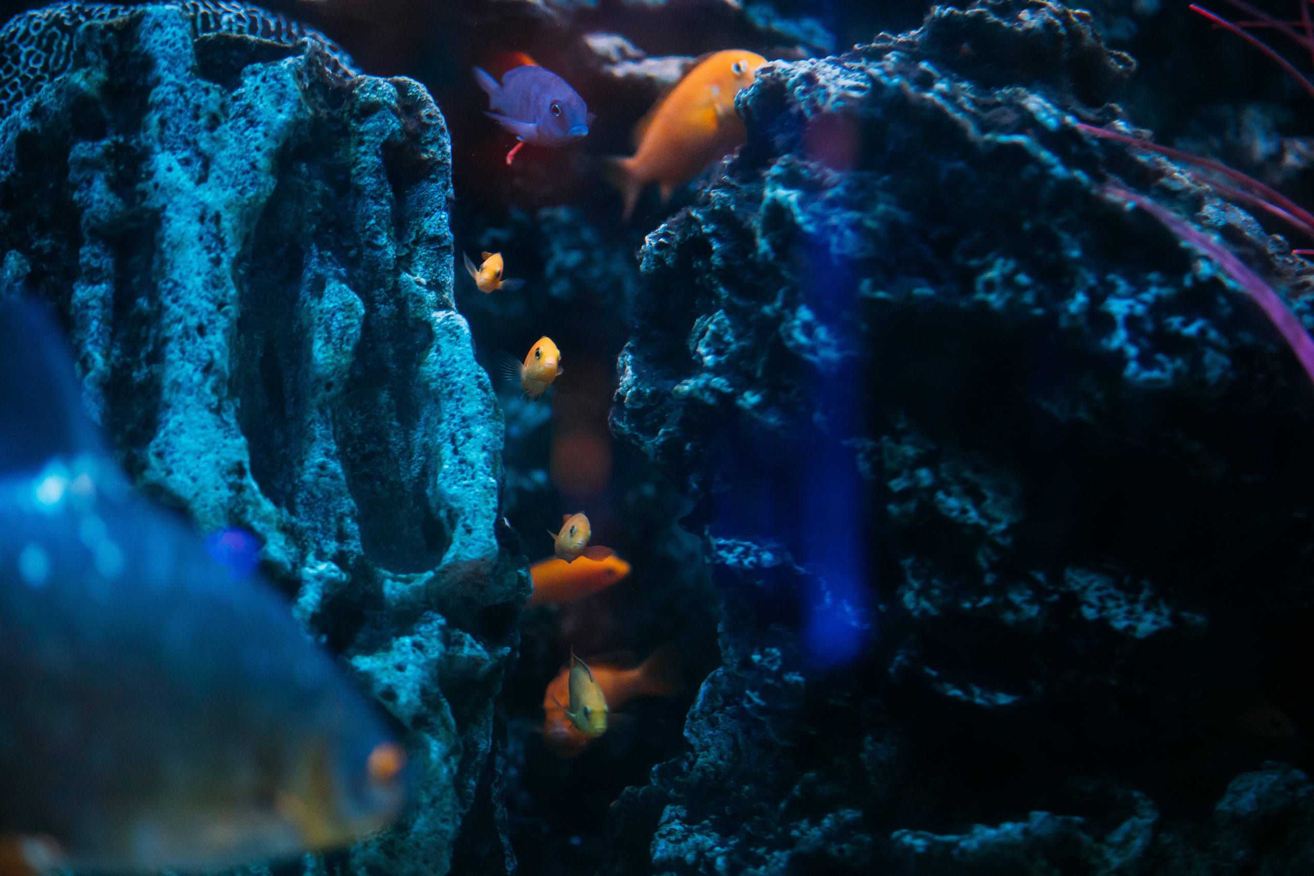 Гала. Твой фотограф в Москве — Люся Кравец