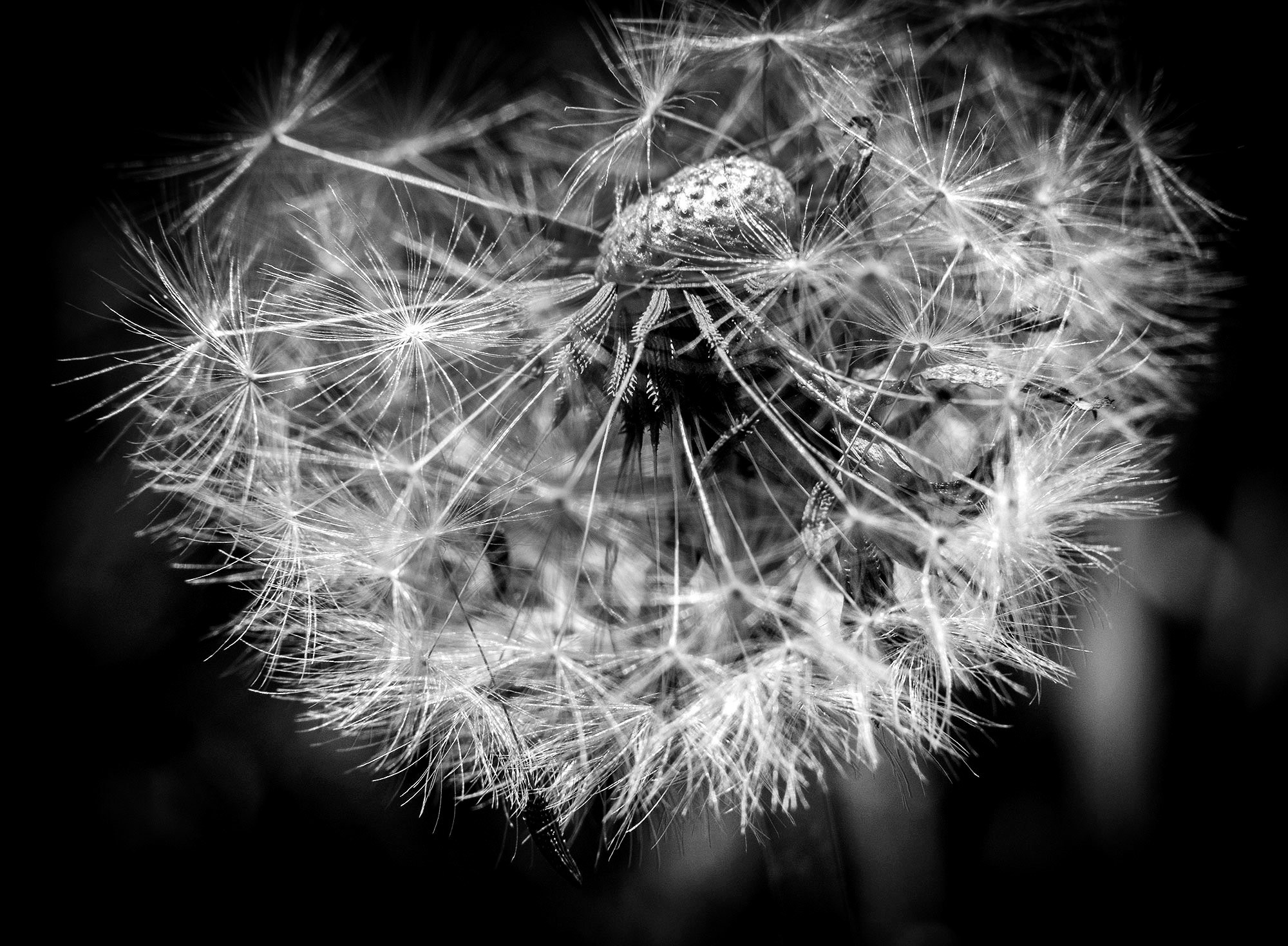 Свадебный фотограф в Геленджике