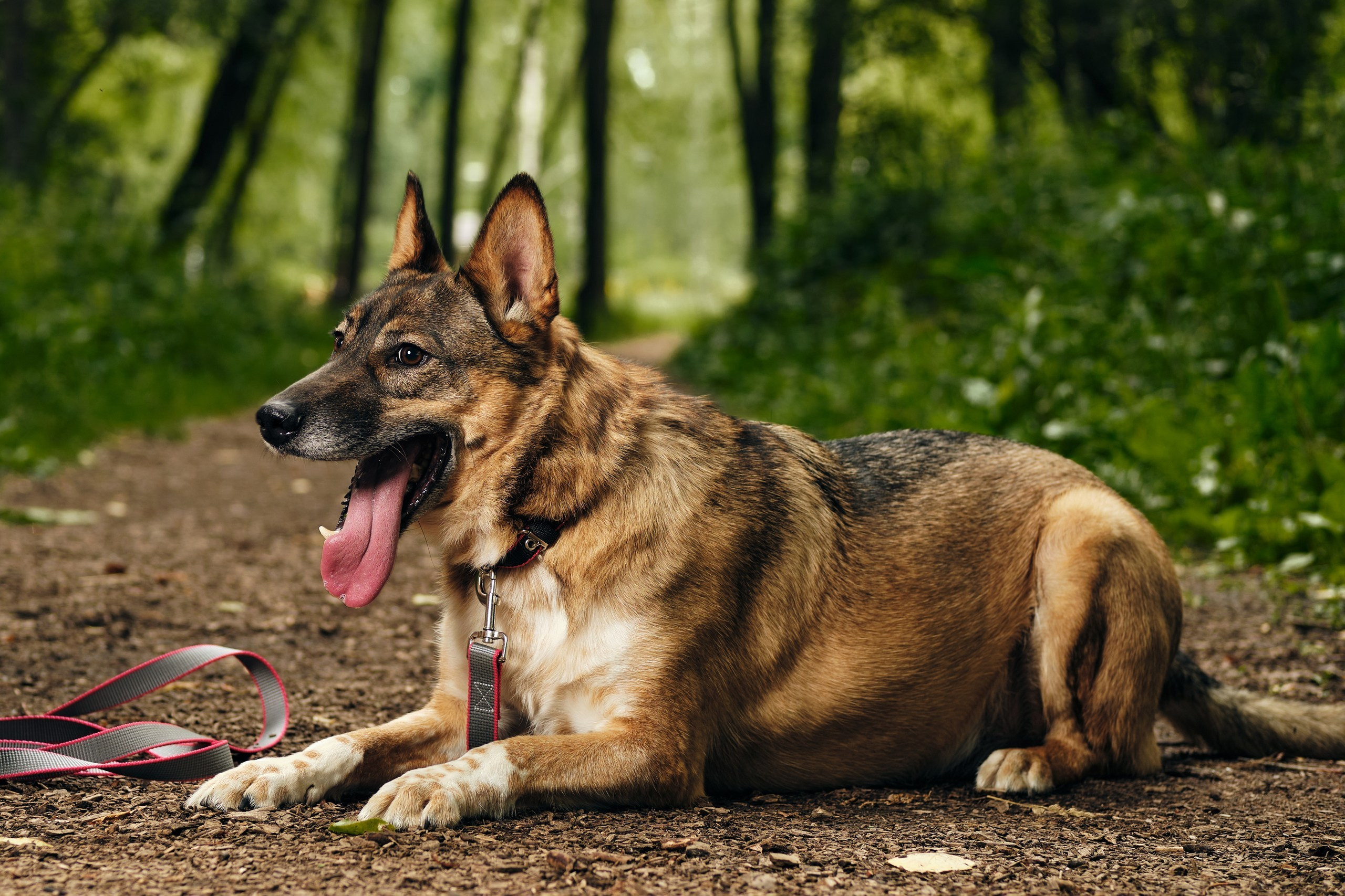 Фотосессия  для паши пса. Профессиональный фотограф в Москве — Максим Дьяконов