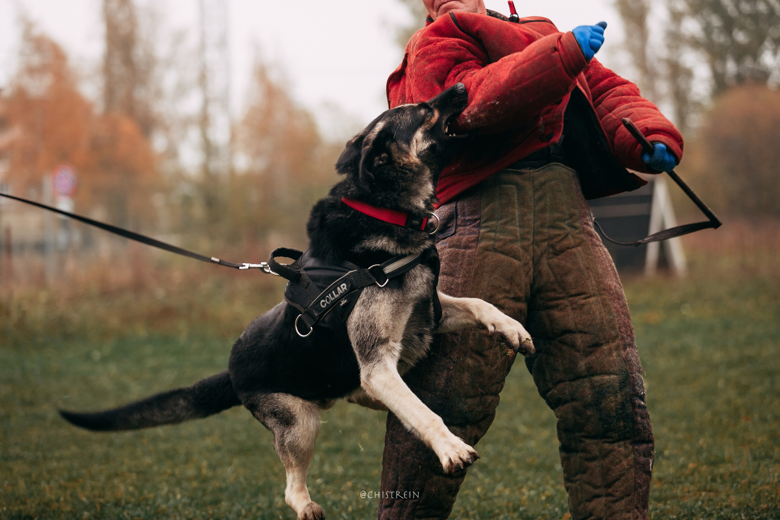 Большой Русский Ринг. Фотограф-анималист Наталия Чистюхина в г. Сосновый Бор и ЛО