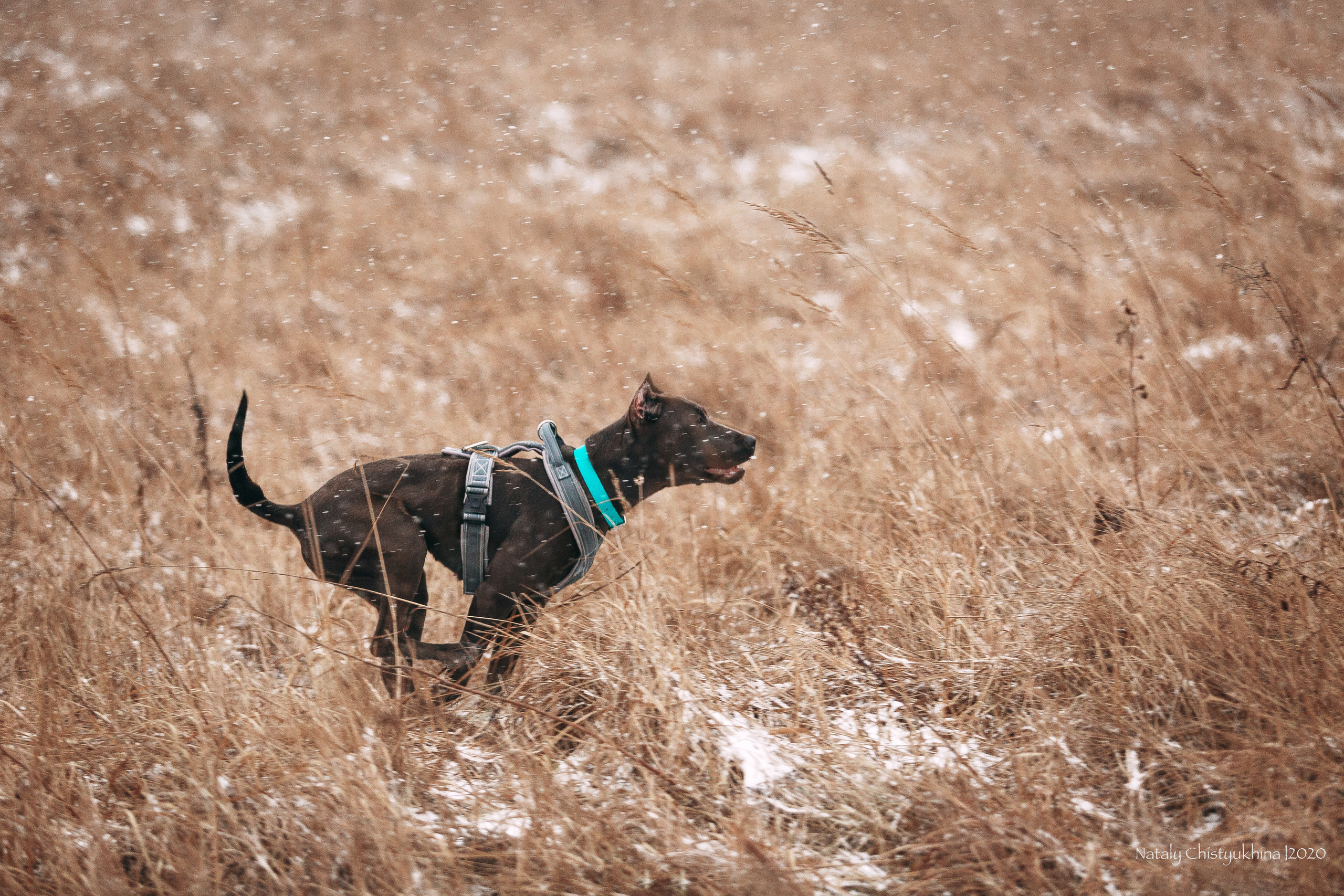 Курсинг. Колтуши. Фотограф-анималист Наталия Чистюхина в г. Сосновый Бор и ЛО