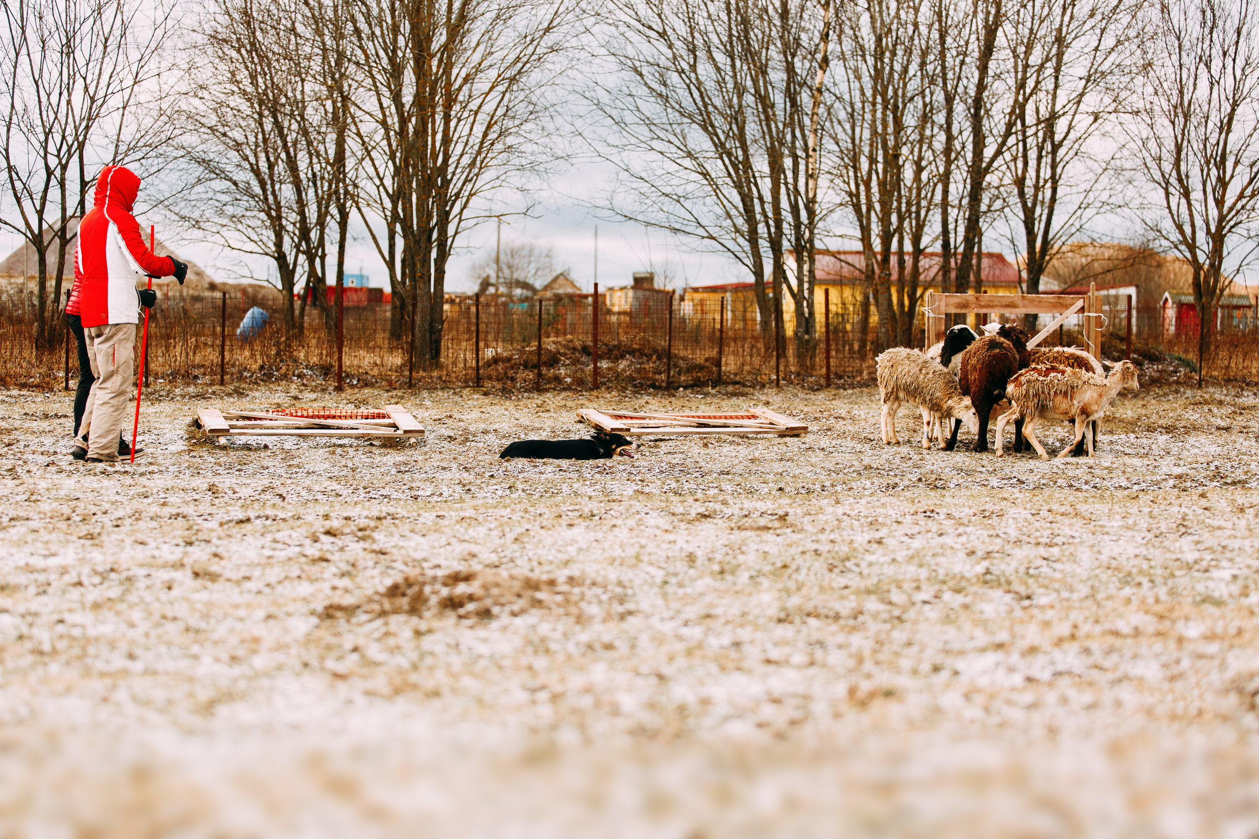 Пастьба овец. Фотограф-анималист Наталия Чистюхина в г. Сосновый Бор и ЛО