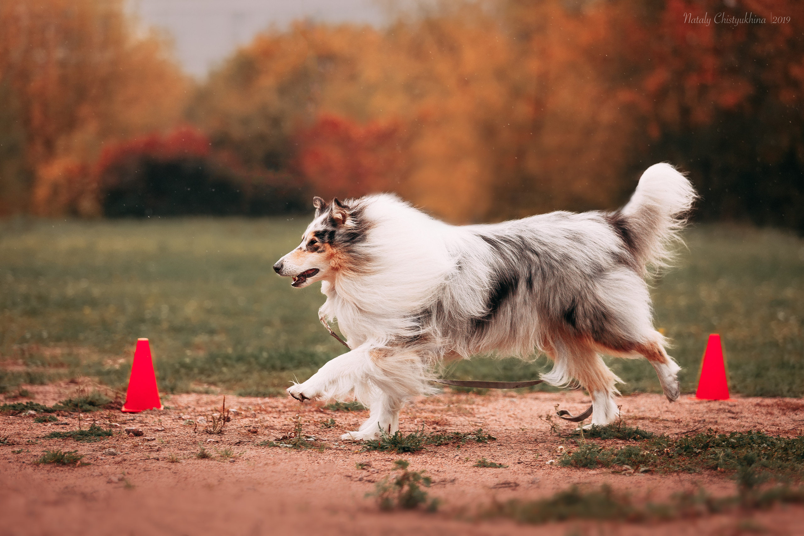 Соревнования «Петровская осень». Фотограф-анималист Наталия Чистюхина в г. Сосновый Бор и ЛО